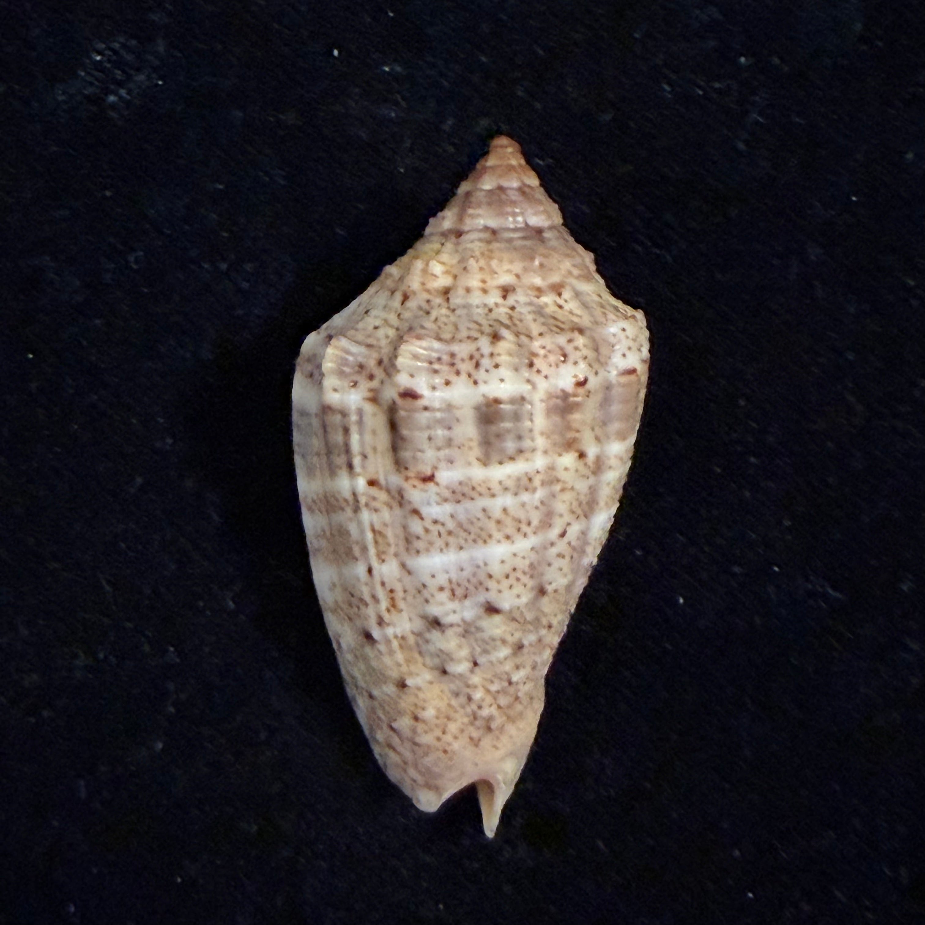 Voluta virescens lindae Petuch, 1987 - 43,7mm