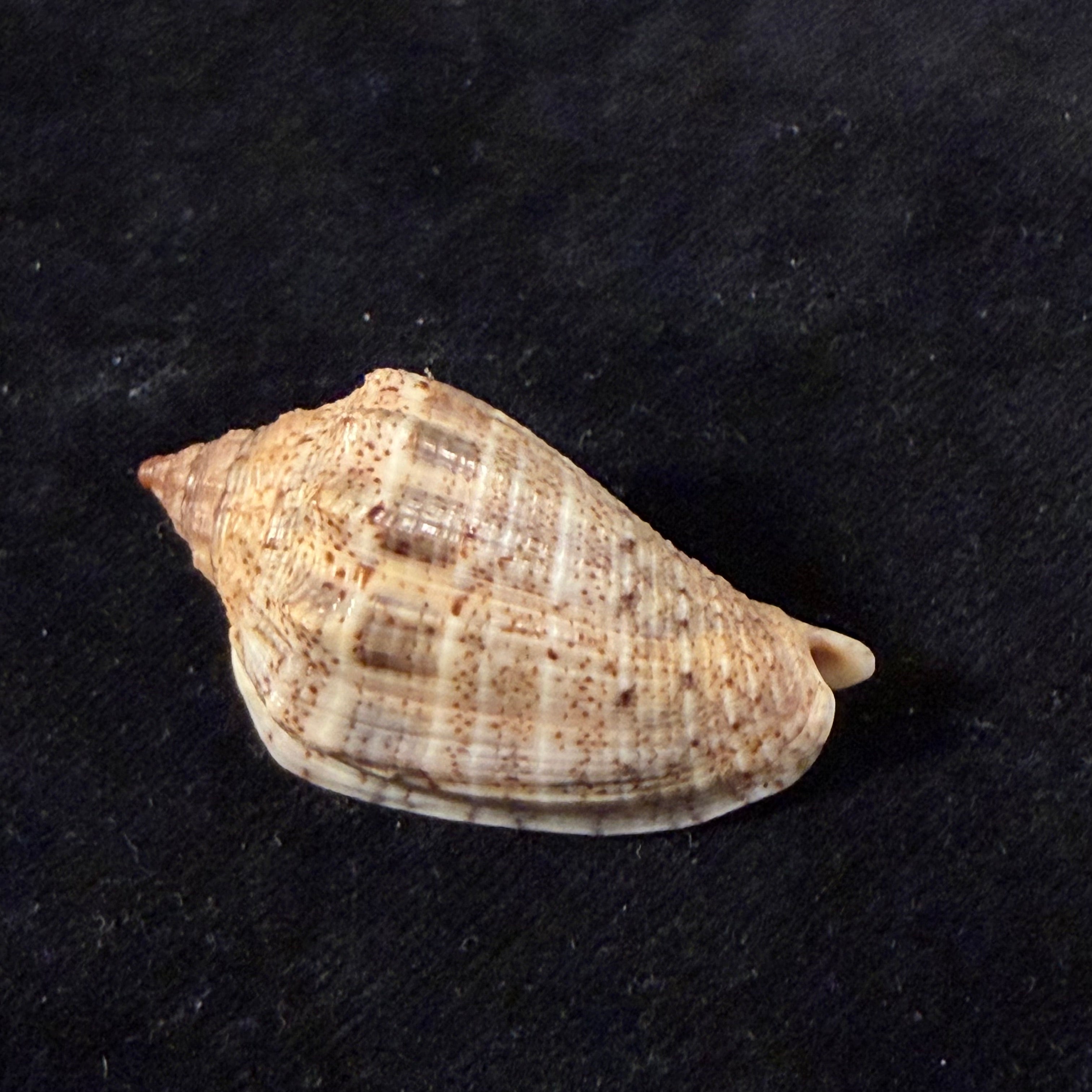 Voluta virescens lindae Petuch, 1987 - 43,7mm