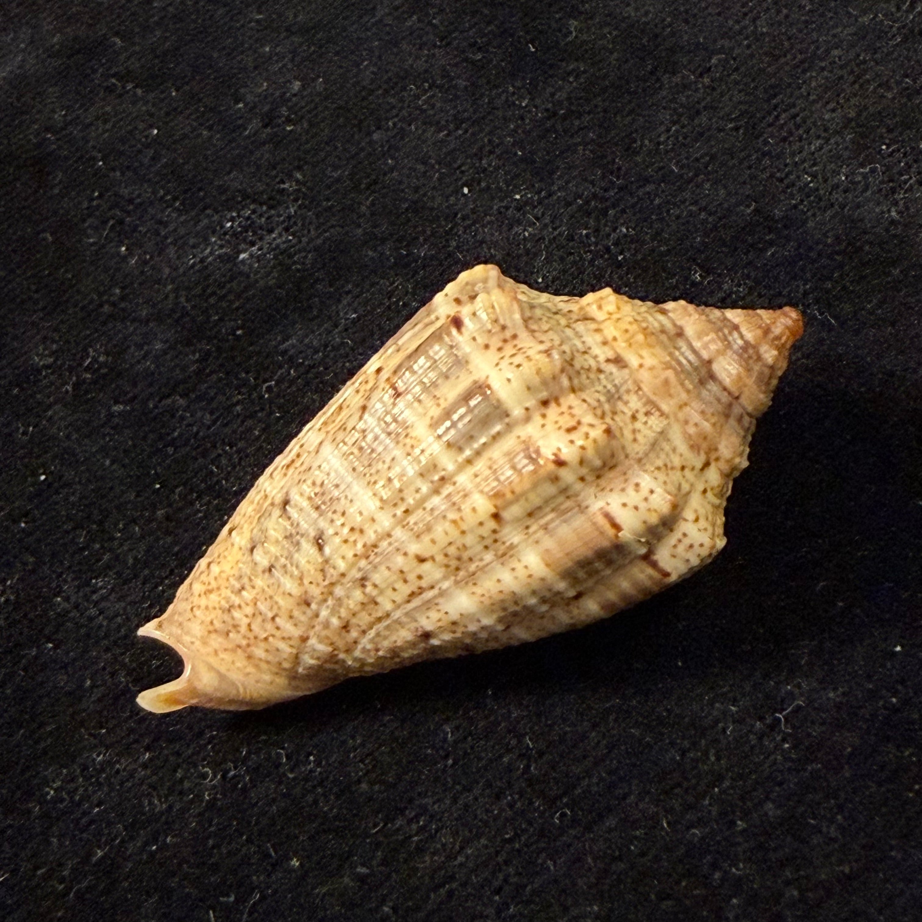 Voluta virescens lindae Petuch, 1987 - 43,7mm