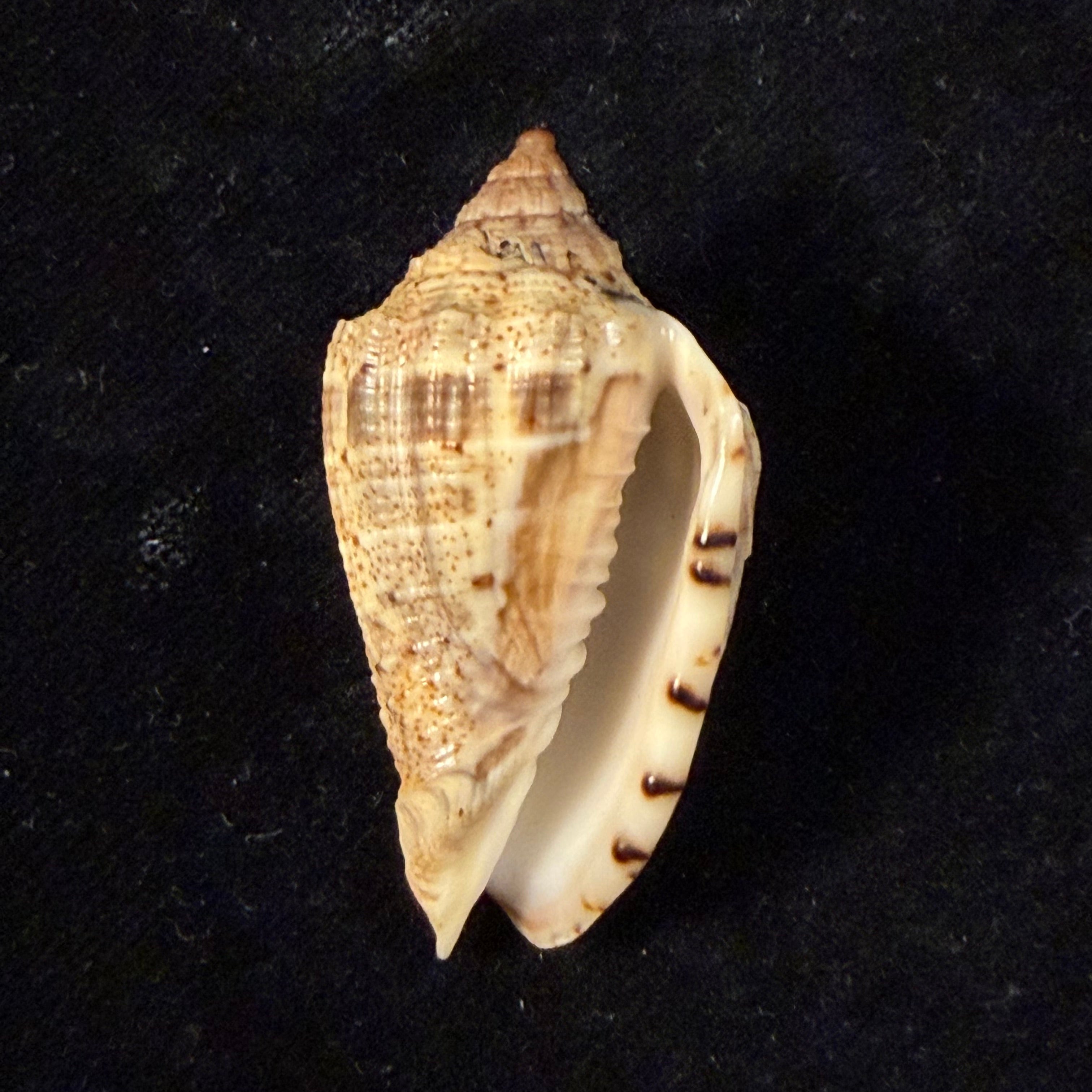 Voluta virescens lindae Petuch, 1987 - 43,7mm