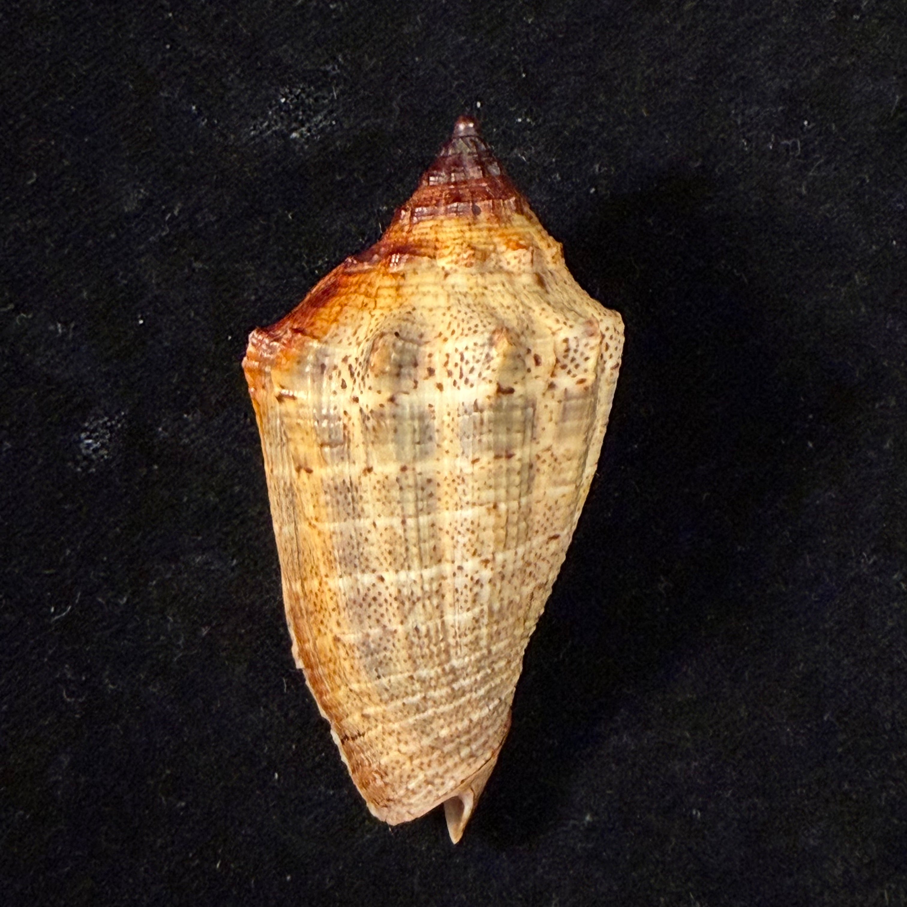 Voluta virescens lacertina Petuch, 1990 - 58mm
