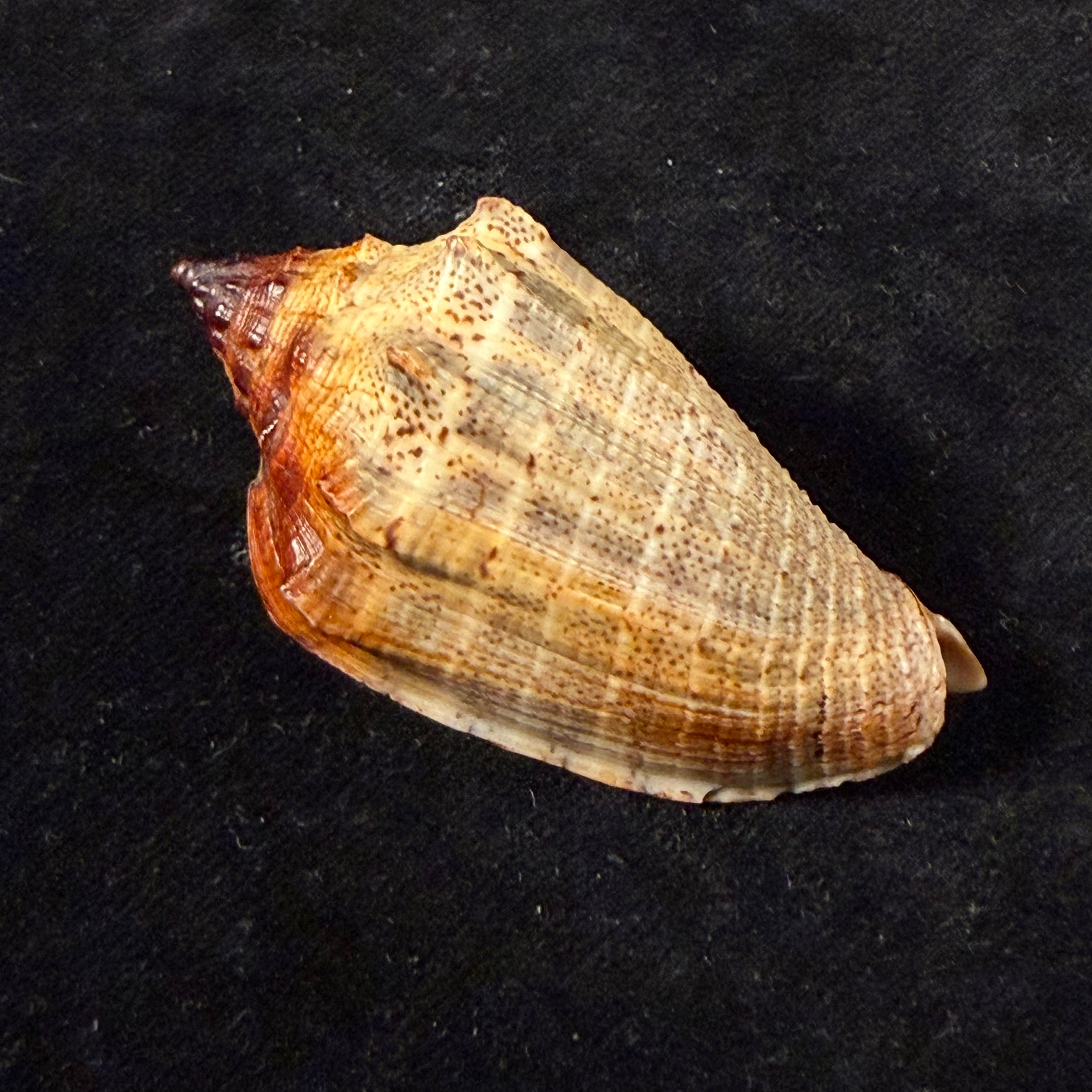 Voluta virescens lacertina Petuch, 1990 - 58mm