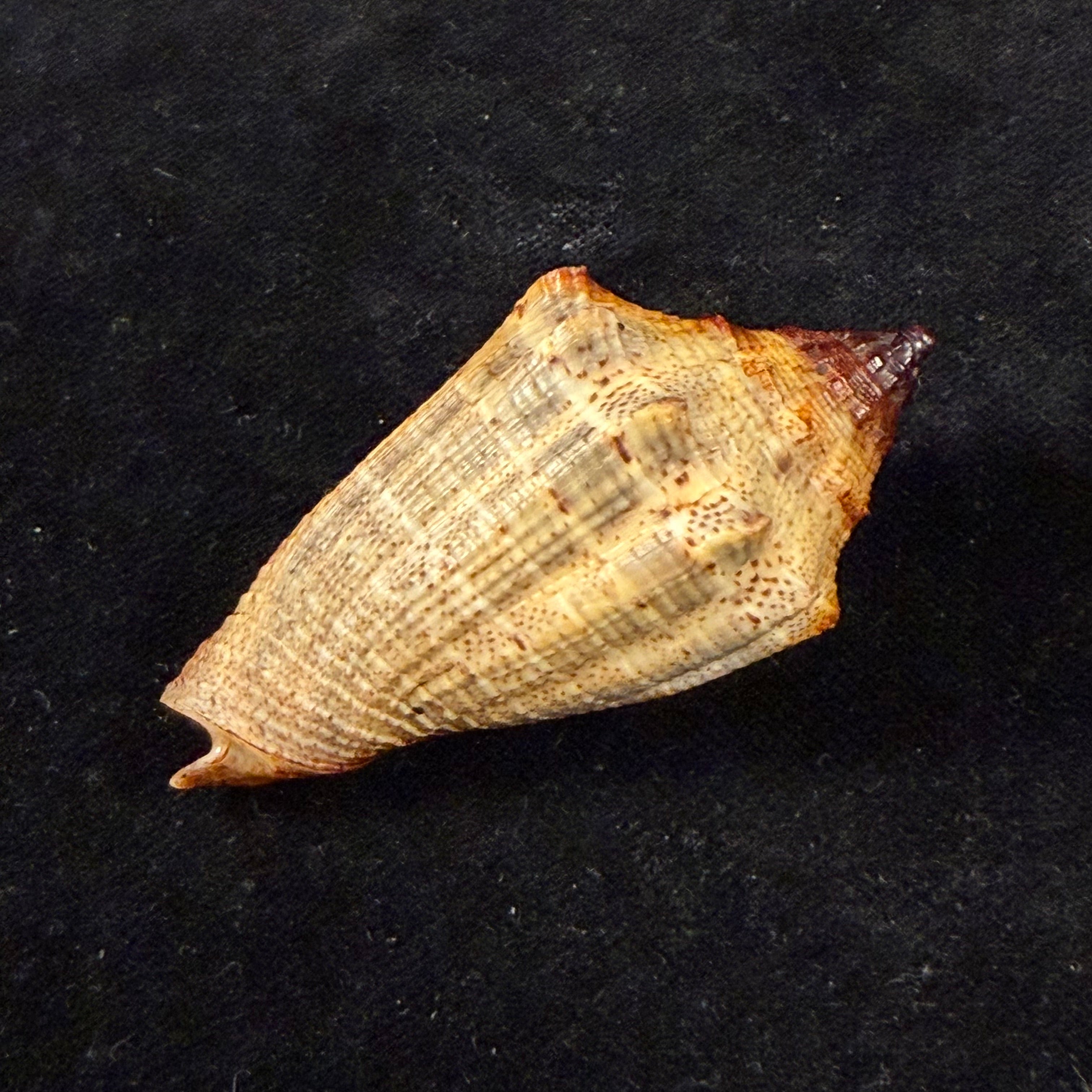Voluta virescens lacertina Petuch, 1990 - 58mm
