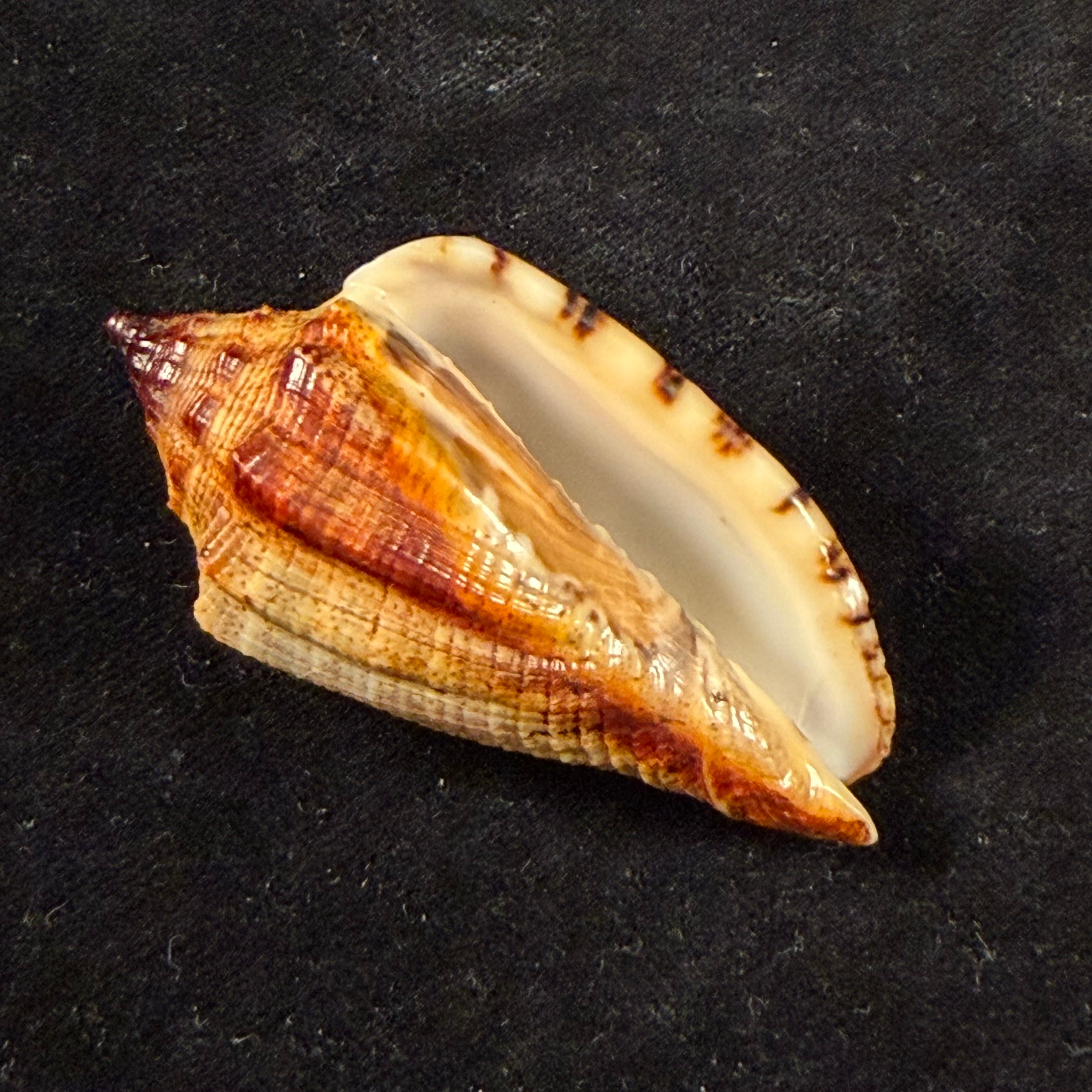Voluta virescens lacertina Petuch, 1990 - 58mm