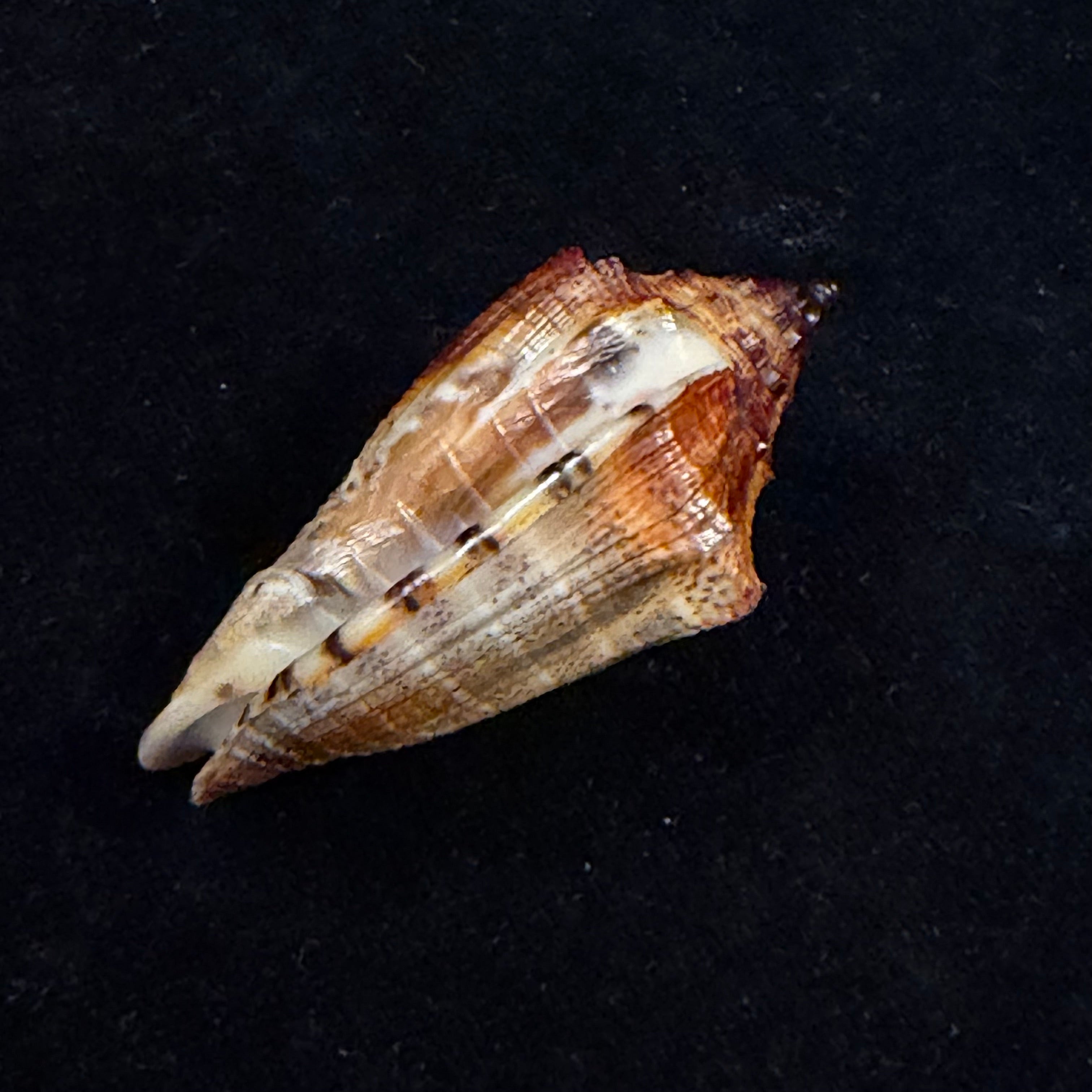 Voluta virescens lacertina Petuch, 1990 - 58mm