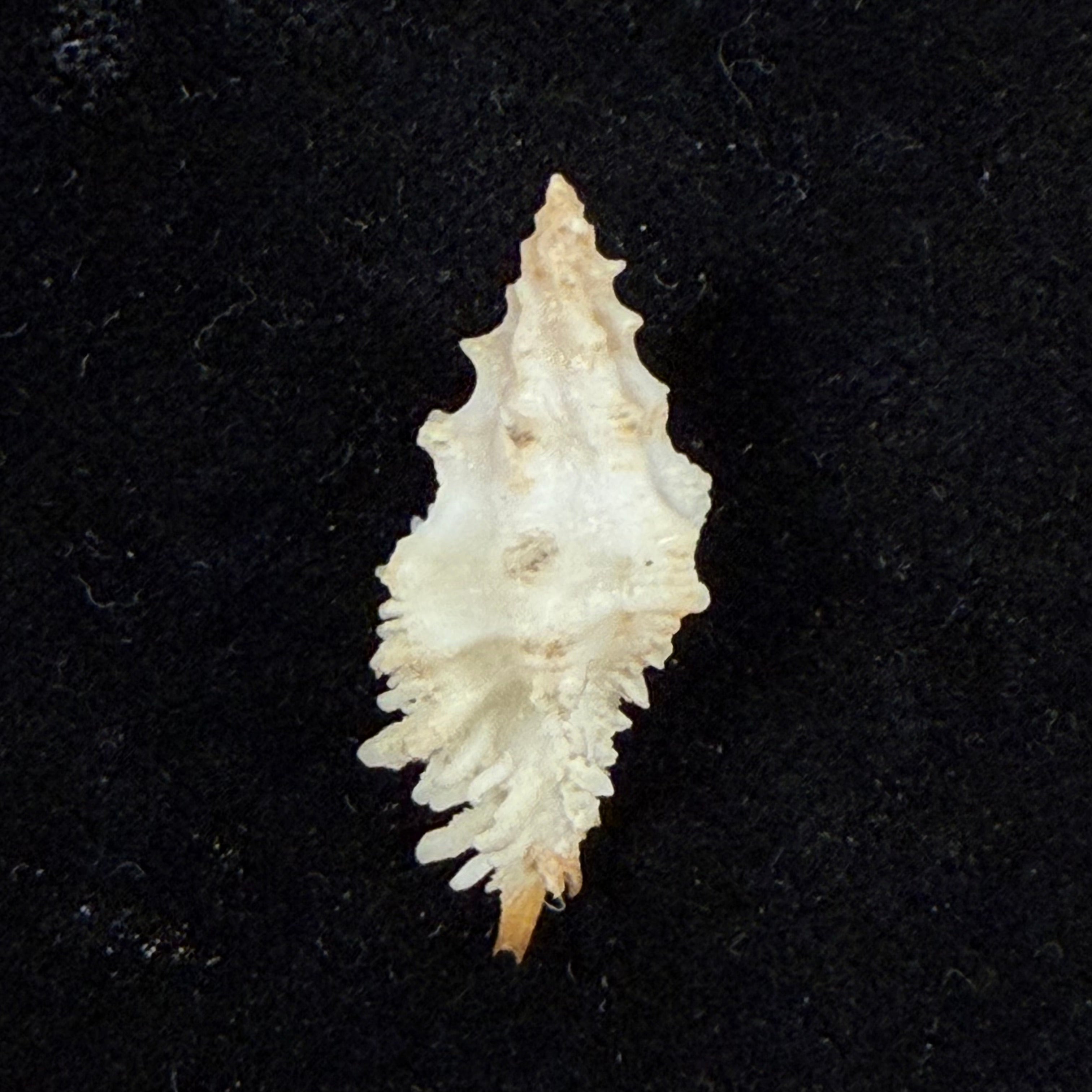 Murexsul chesleri Houart, 2006 - 27mm