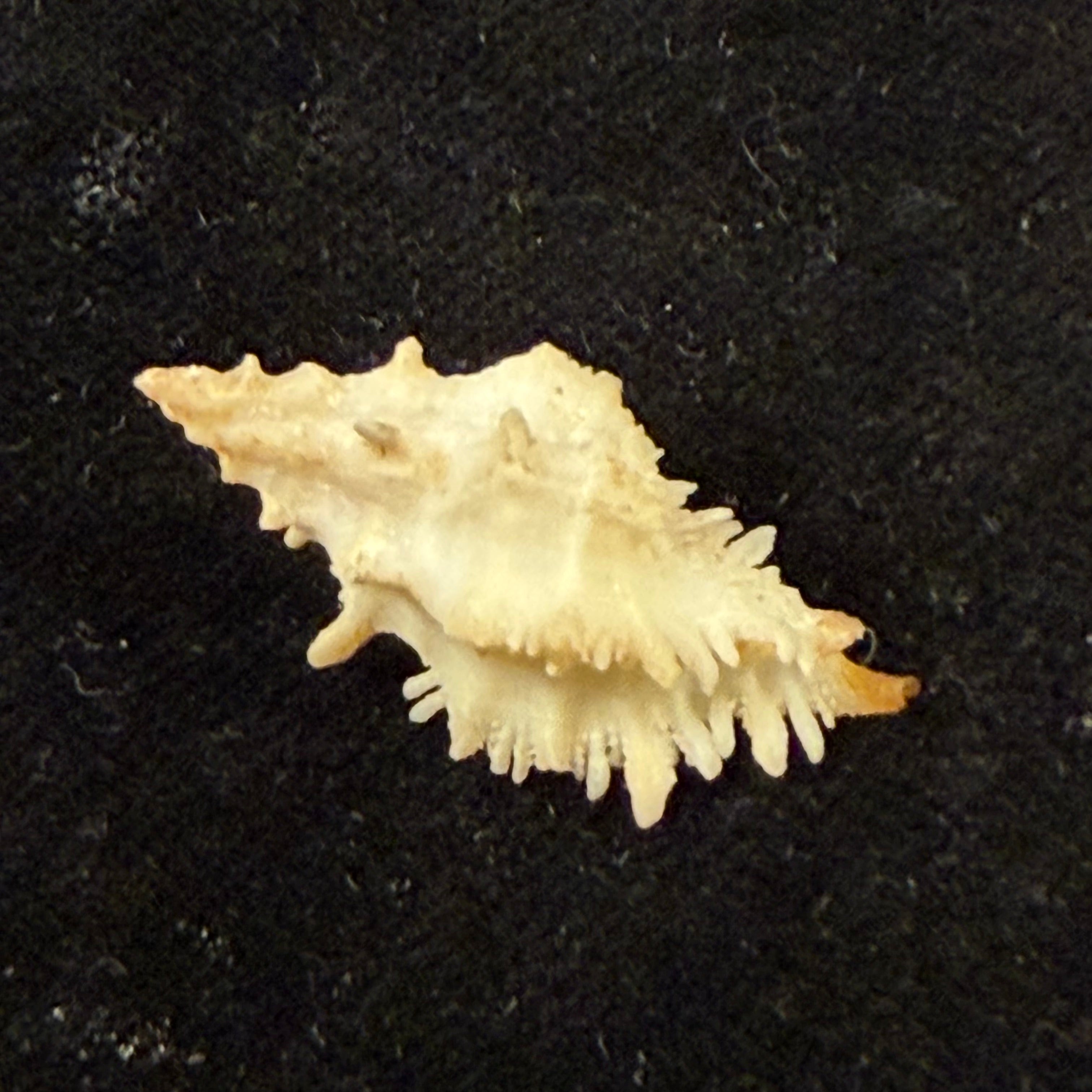 Murexsul chesleri Houart, 2006 - 27mm