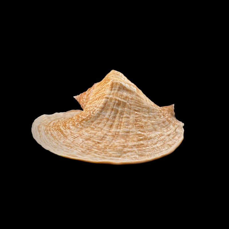 Titanostrombus goliath (Schröter, 1805) - 319,1mm