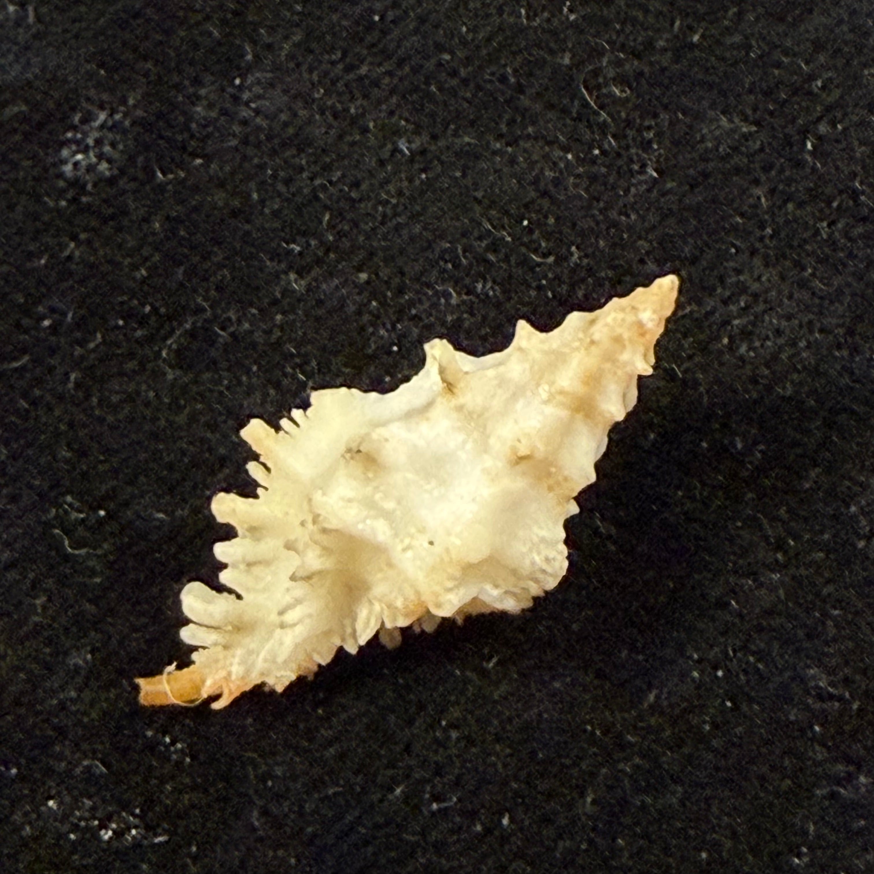 Murexsul chesleri Houart, 2006 - 27mm