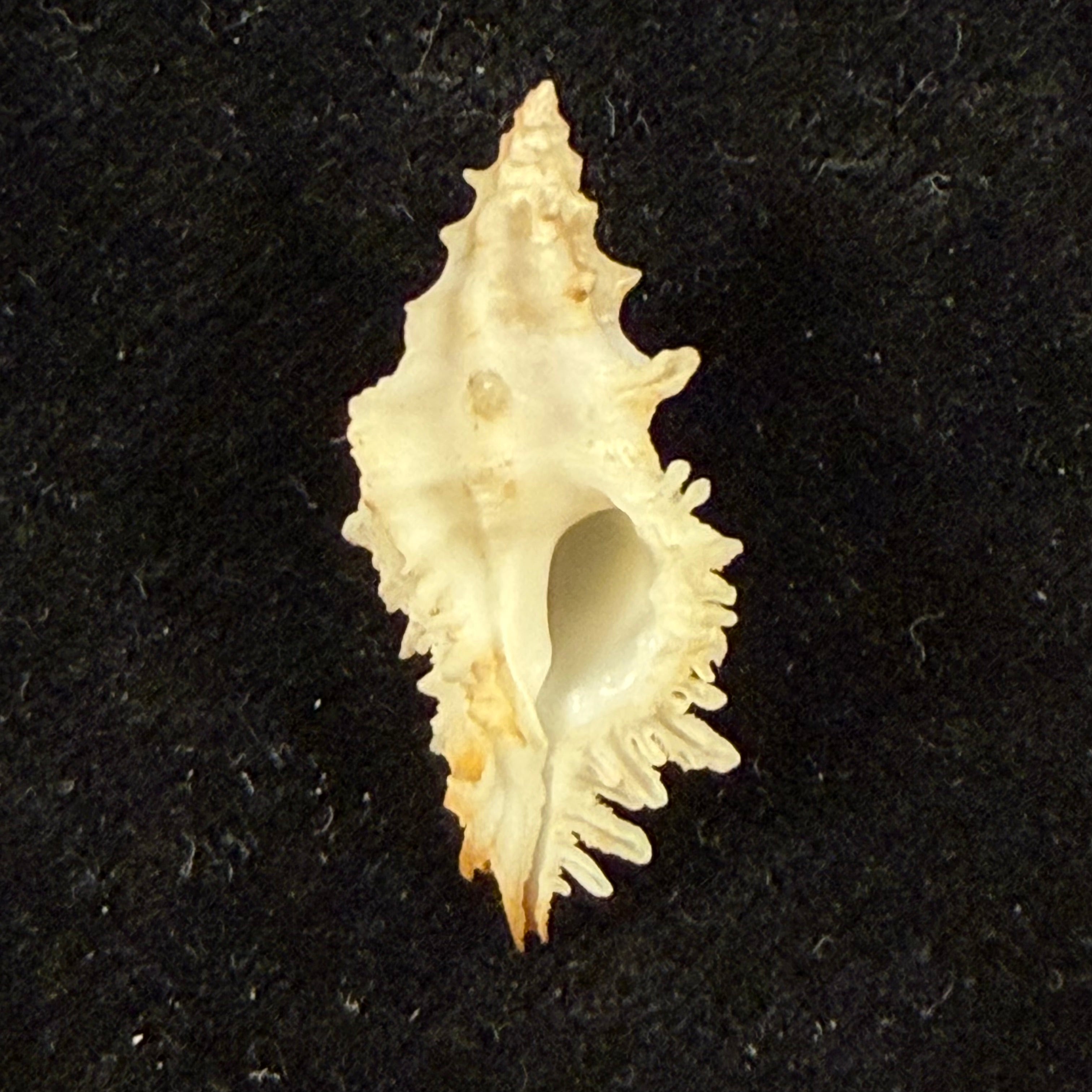 Murexsul chesleri Houart, 2006 - 27mm
