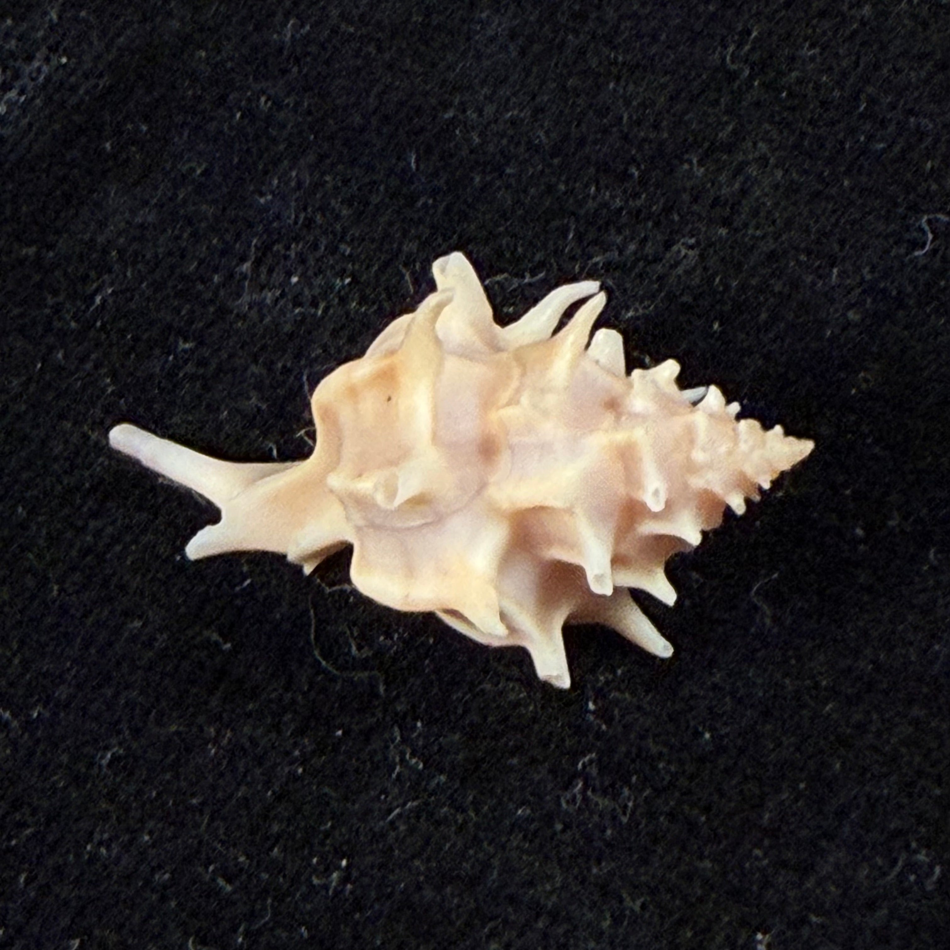 Laevityphis bullisi (Gertman, 1969) - 29,3mm