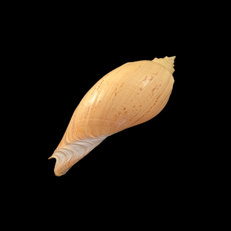 Adelomelon beckii (Broderip, 1836) - 397,8mm