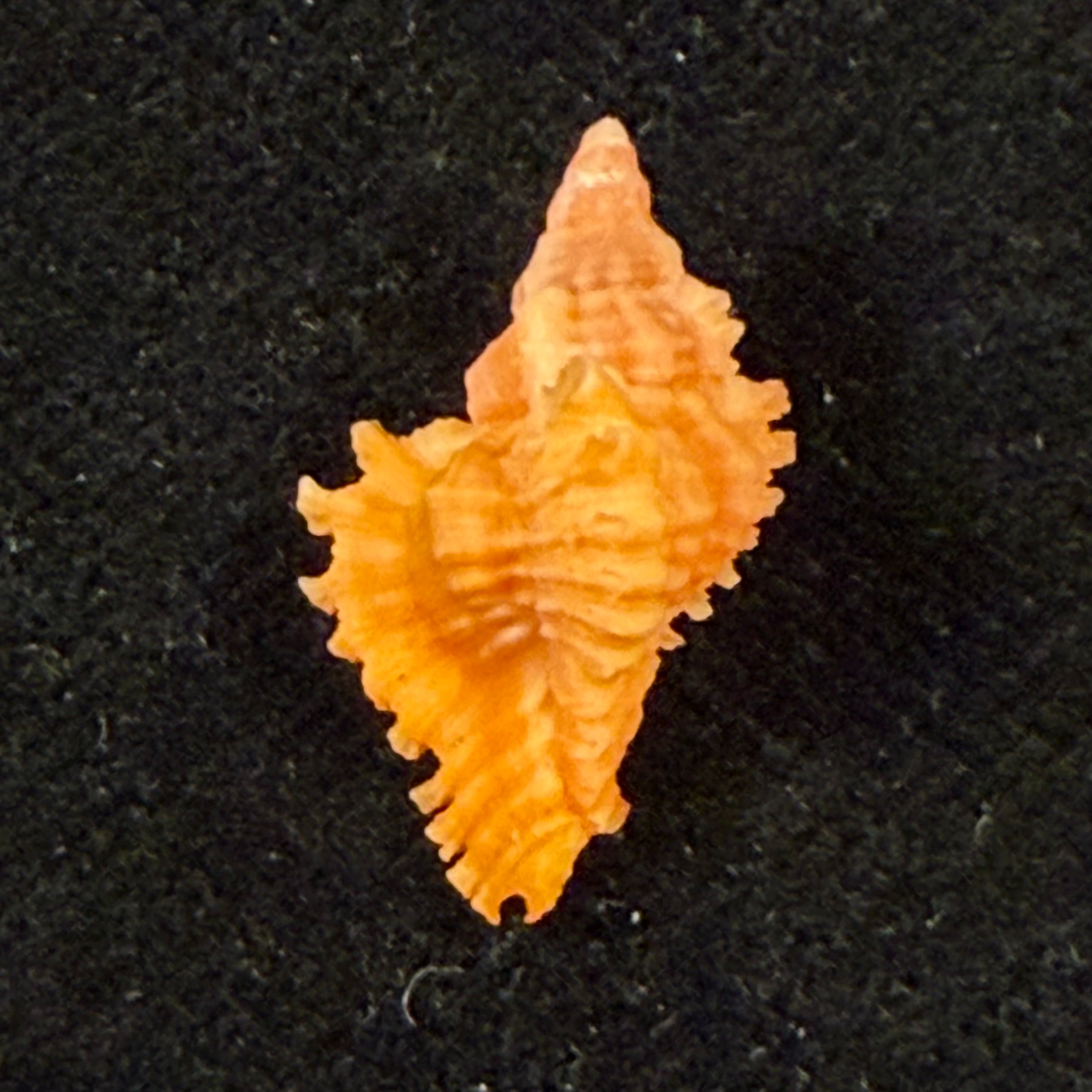 Chicoreus sp - 19mm
