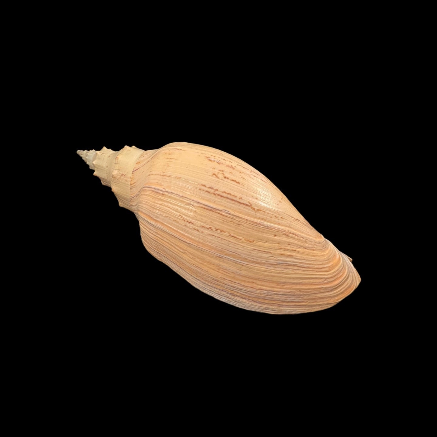 Adelomelon beckii (Broderip, 1836) - 397,8mm