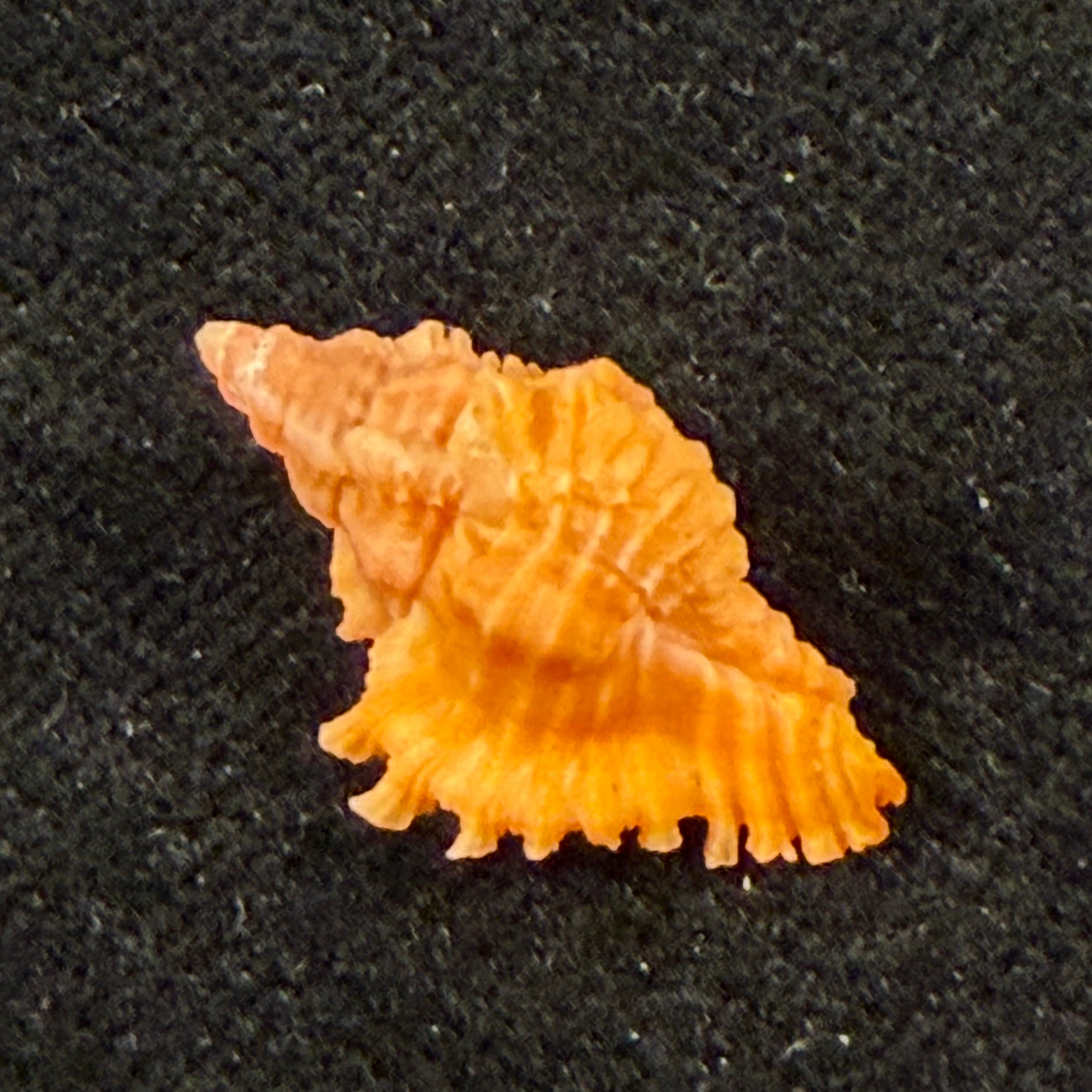 Chicoreus sp - 19mm
