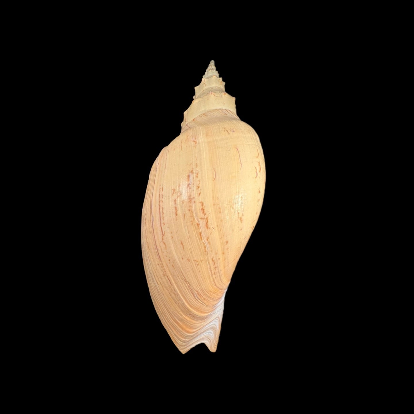Adelomelon beckii (Broderip, 1836) - 397,8mm