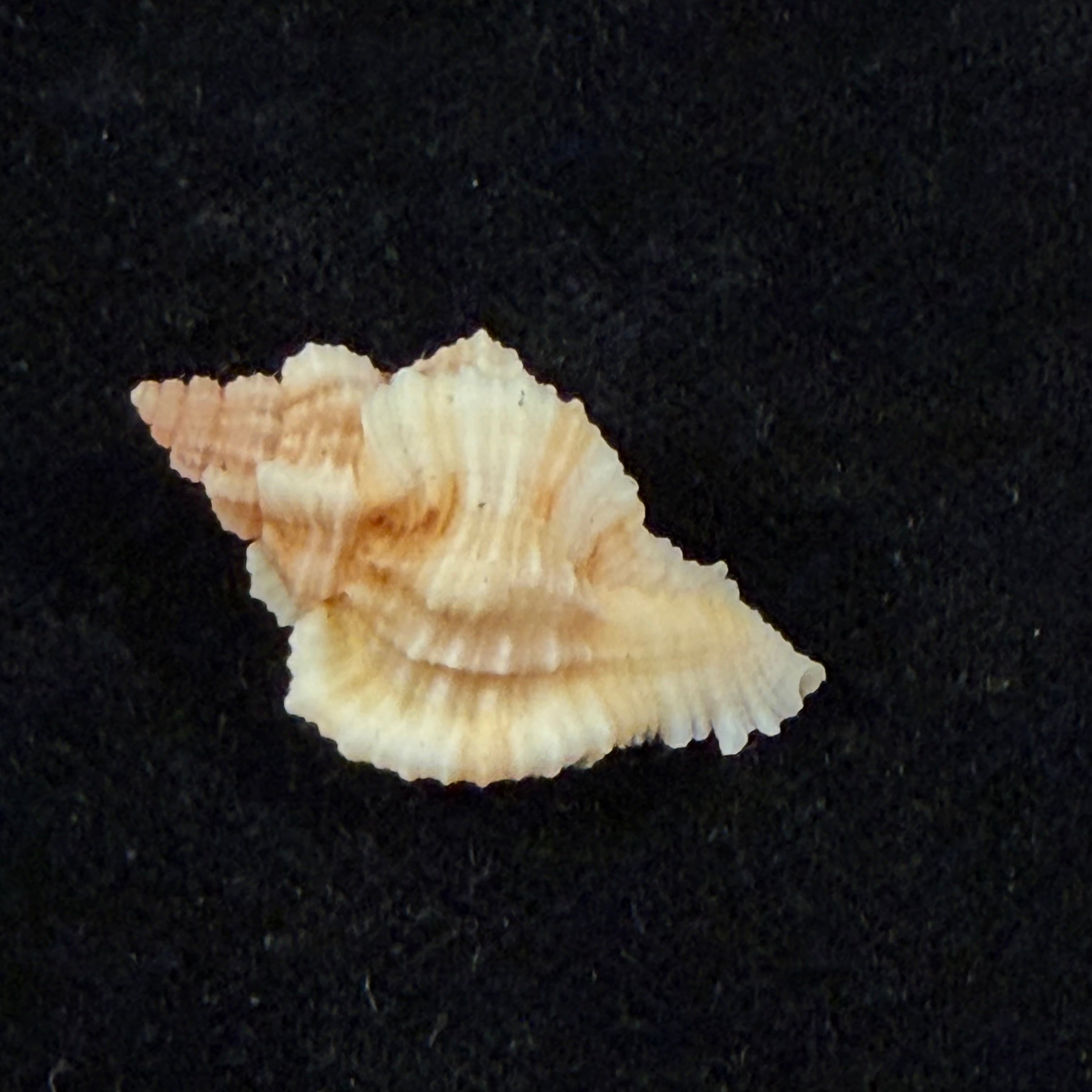 Chicoreus aff. briskasii (A.H.Verrill, 1953) - 27,2mm