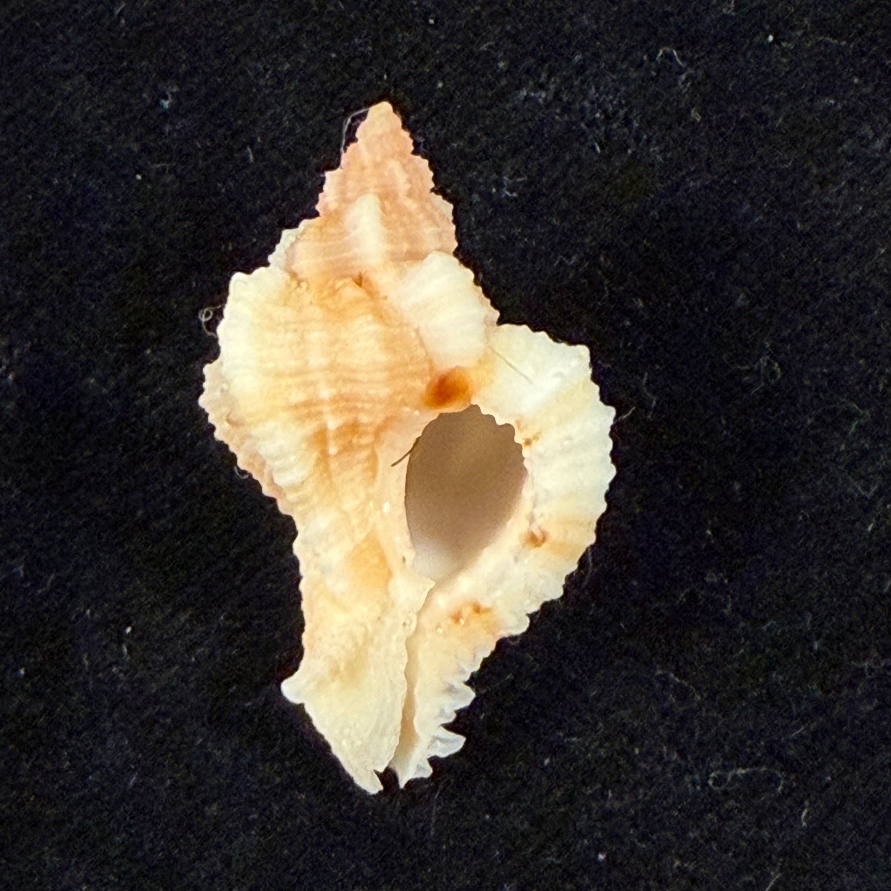 Chicoreus aff. briskasii (A.H.Verrill, 1953) - 27,2mm