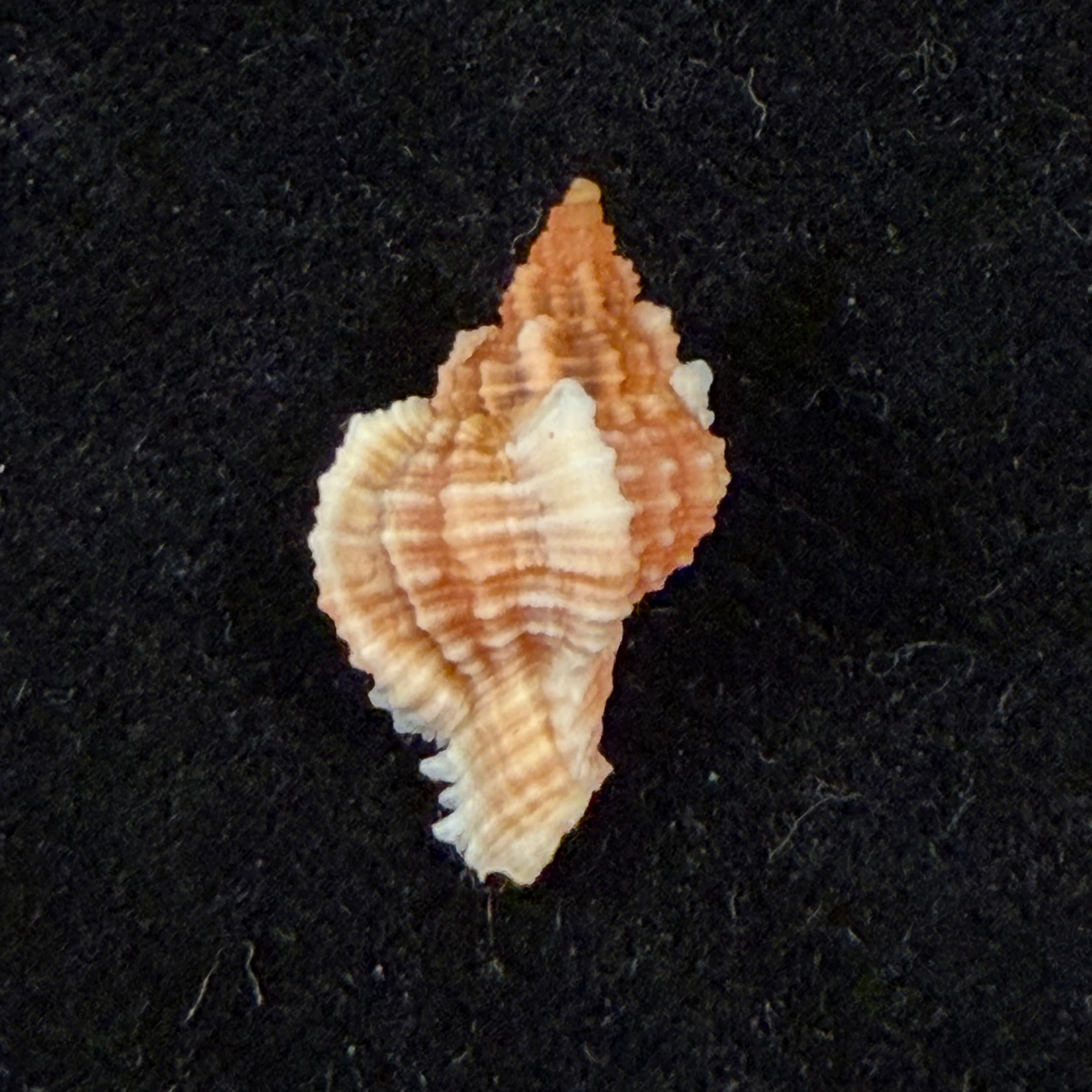 Chicoreus aff. briskasii (A.H.Verrill, 1953) - 18,5mm
