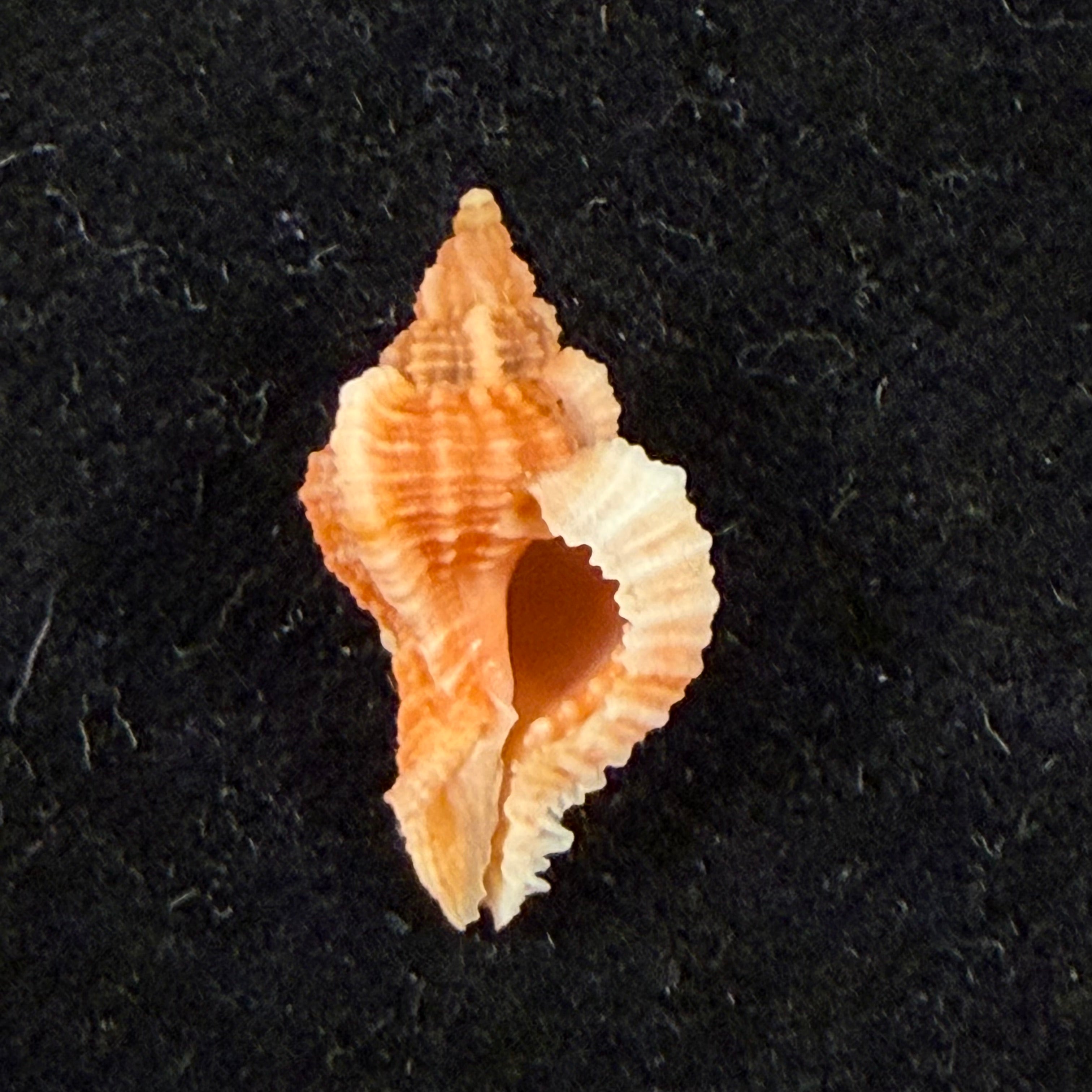 Chicoreus aff. briskasii (A.H.Verrill, 1953) - 18,5mm