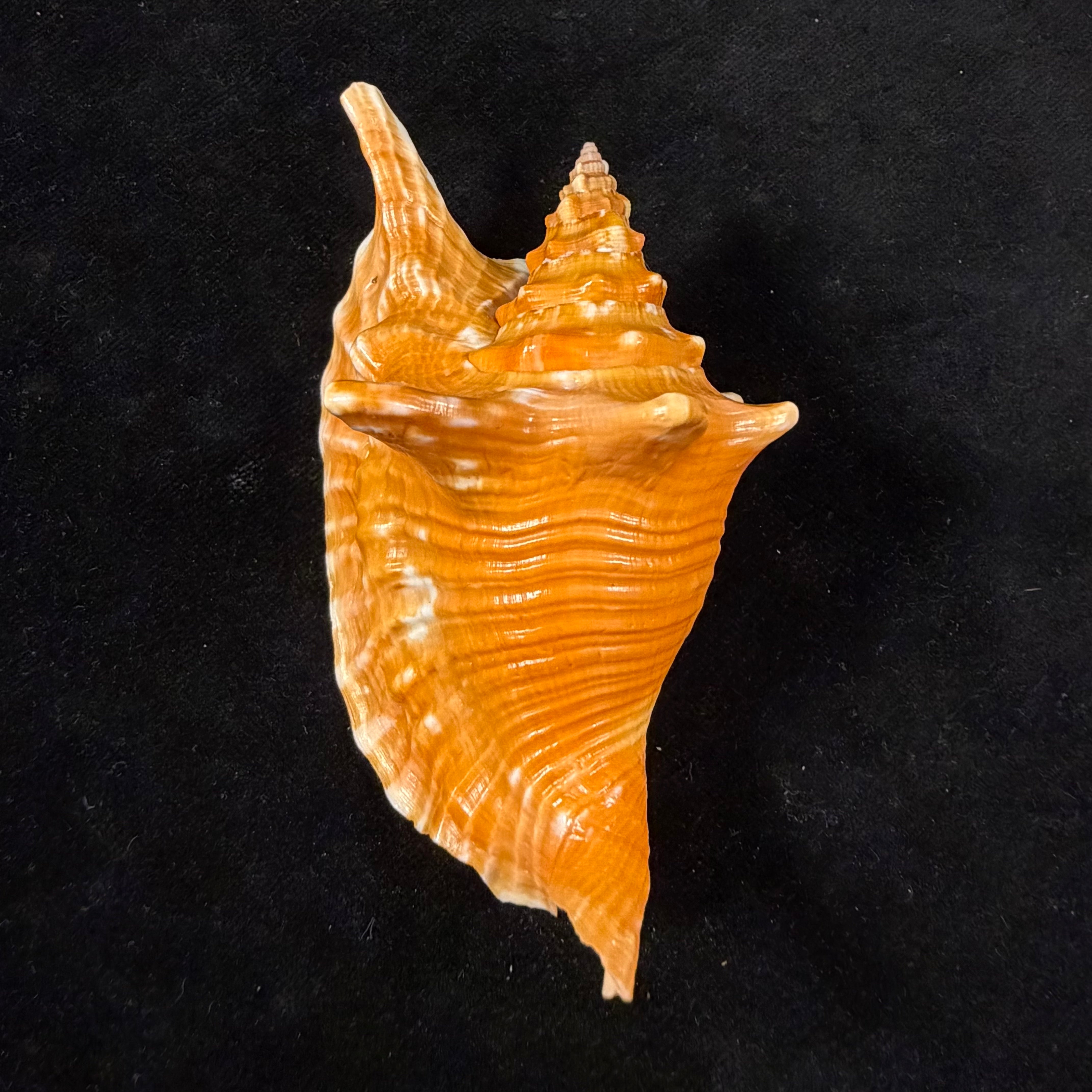 Aliger gallus (Linnaeus, 1758) -98,8mm
