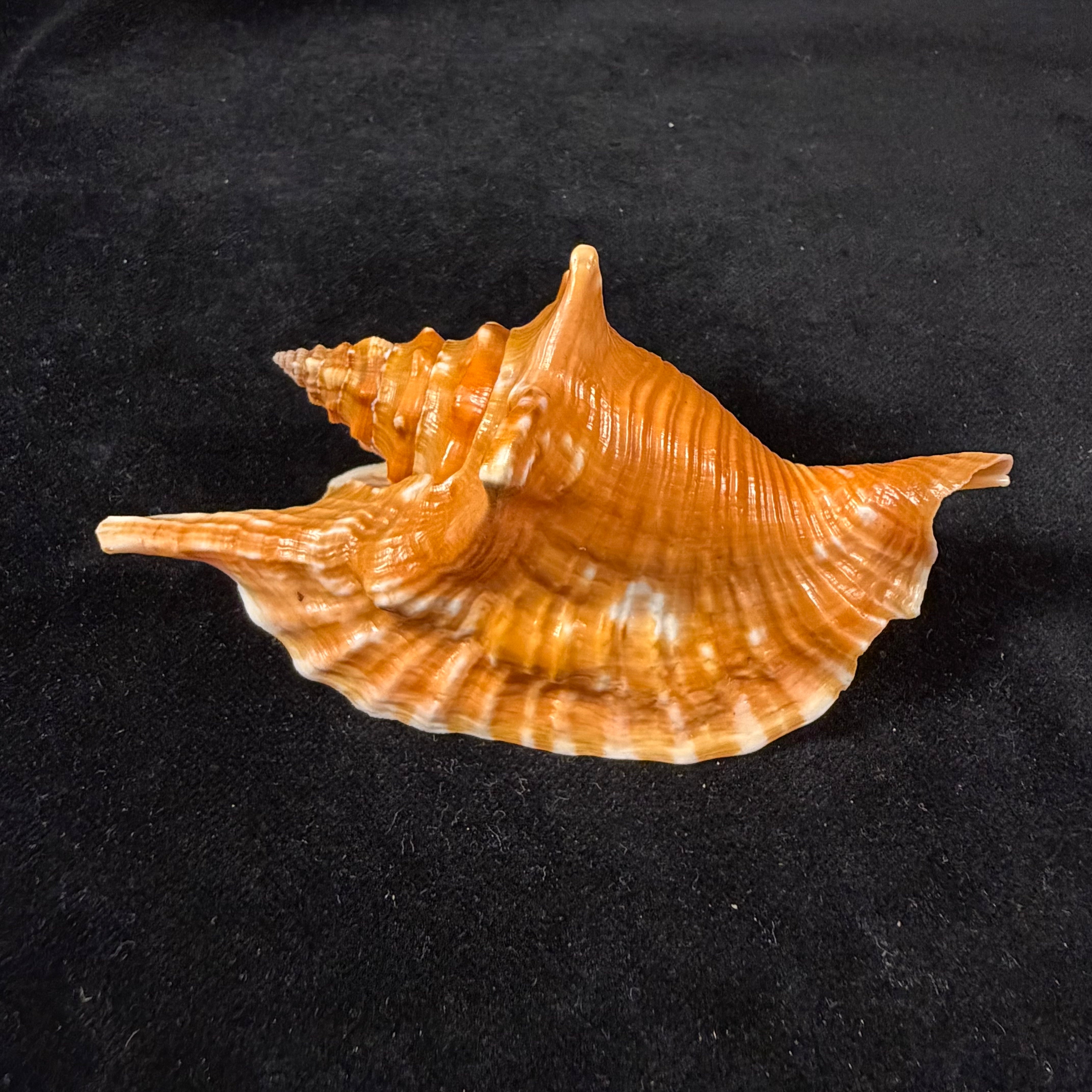 Aliger gallus (Linnaeus, 1758) -98,8mm