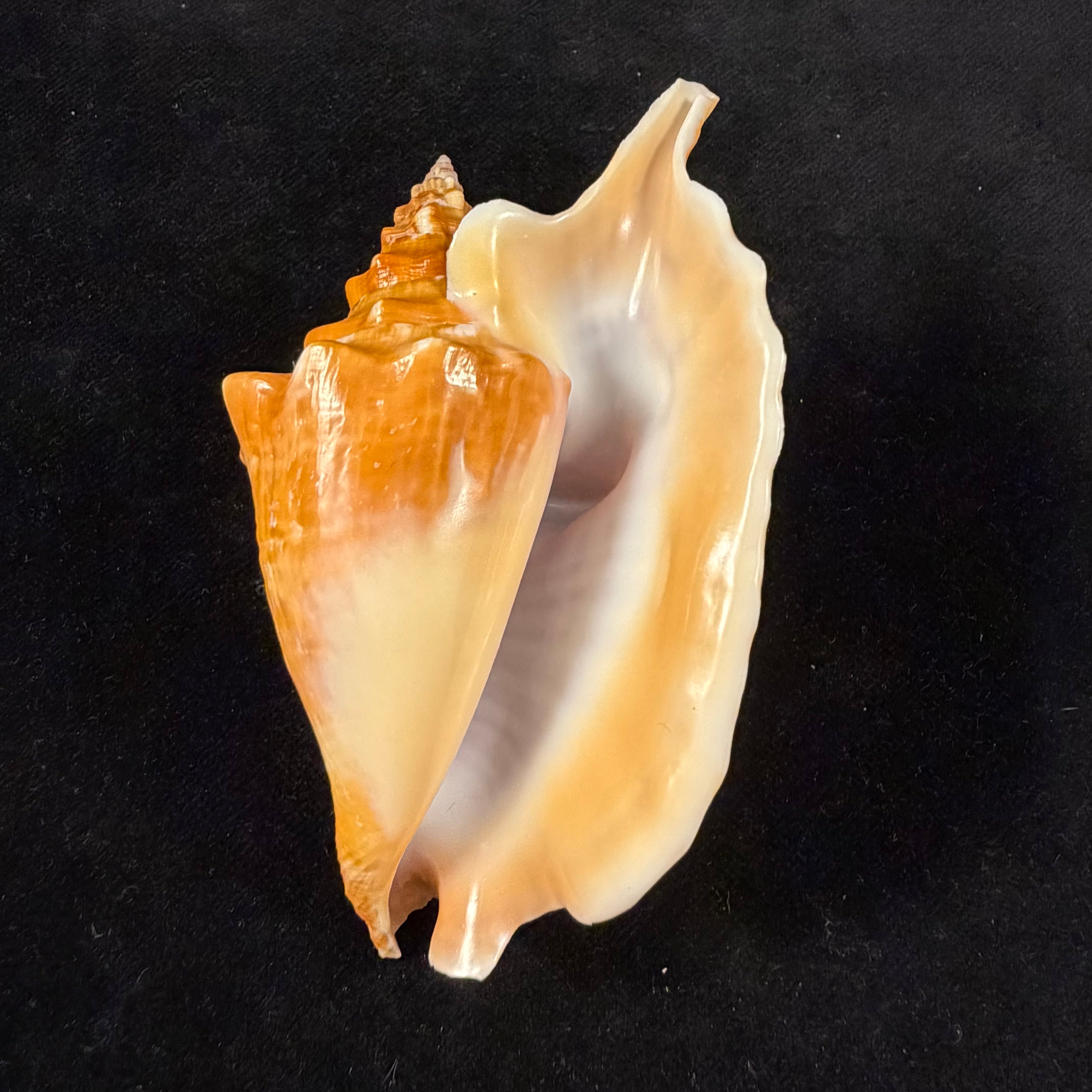Aliger gallus (Linnaeus, 1758) -98,8mm