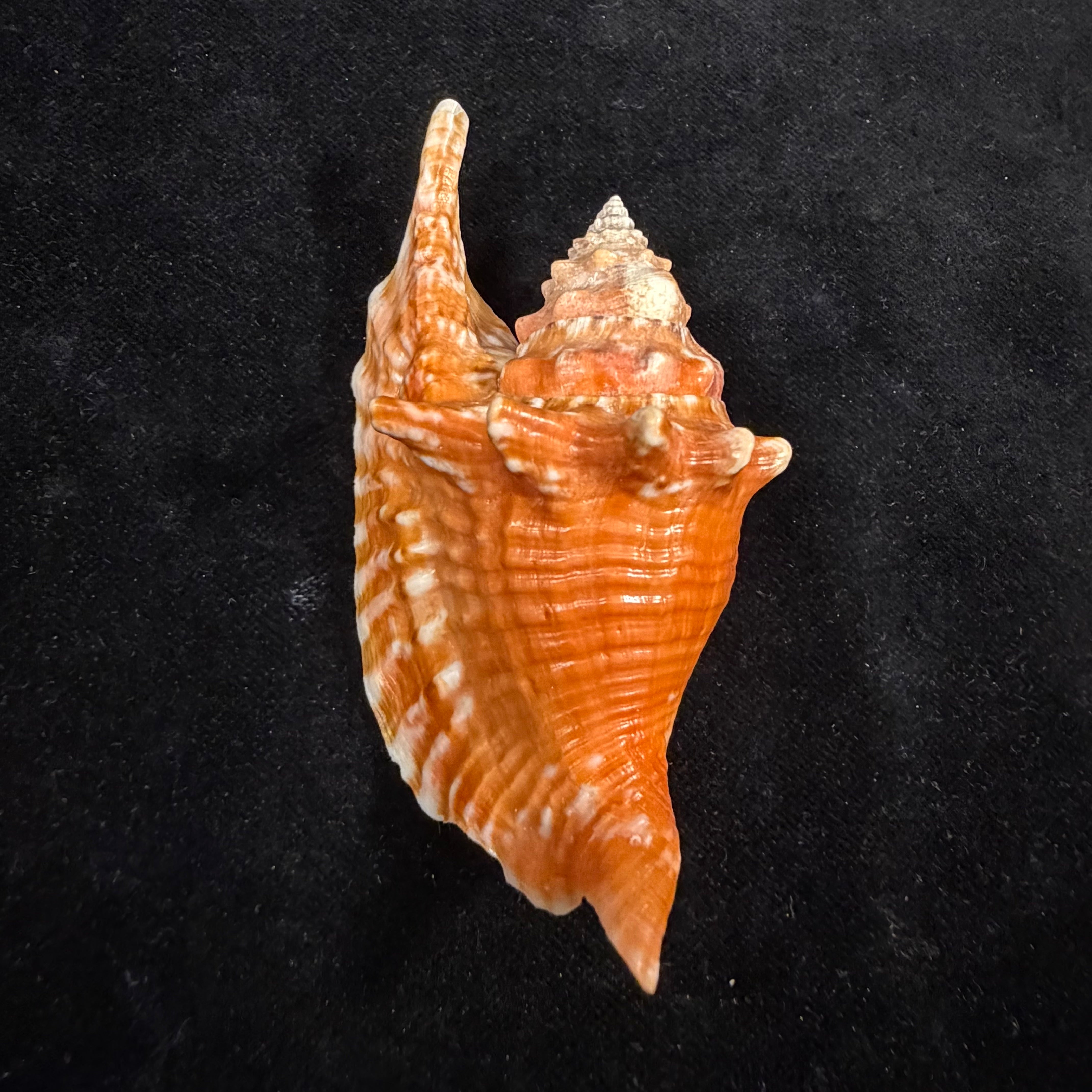 Aliger gallus (Linnaeus, 1758) -91mm