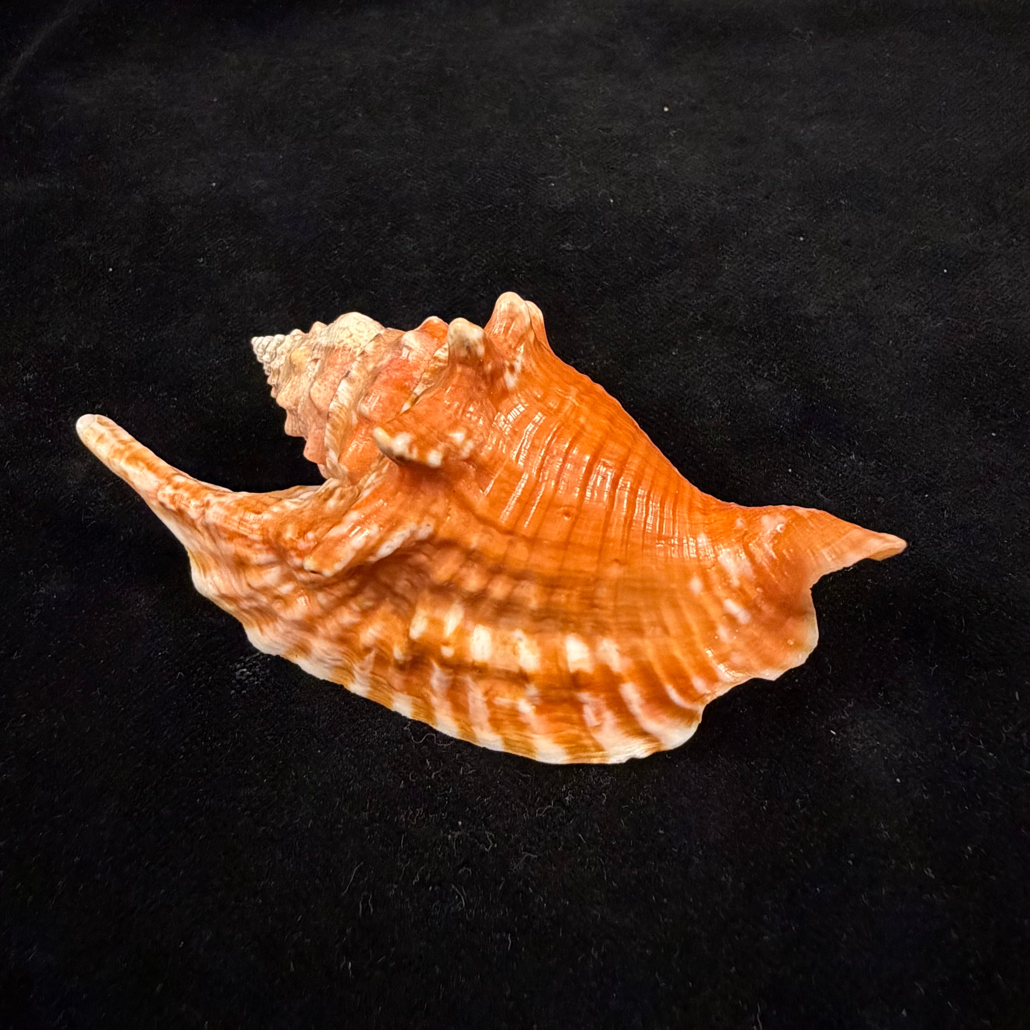 Aliger gallus (Linnaeus, 1758) -91mm