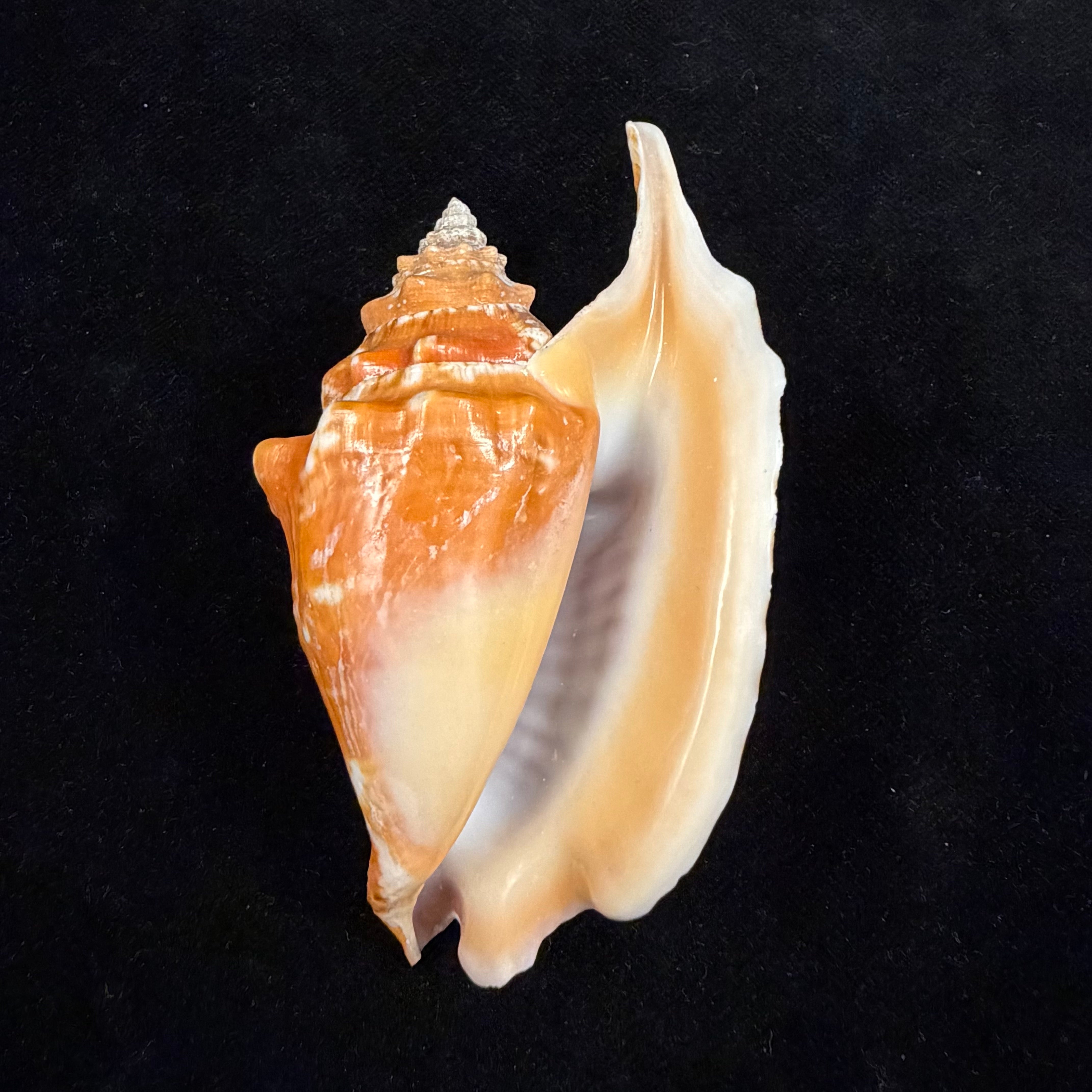 Aliger gallus (Linnaeus, 1758) -91mm