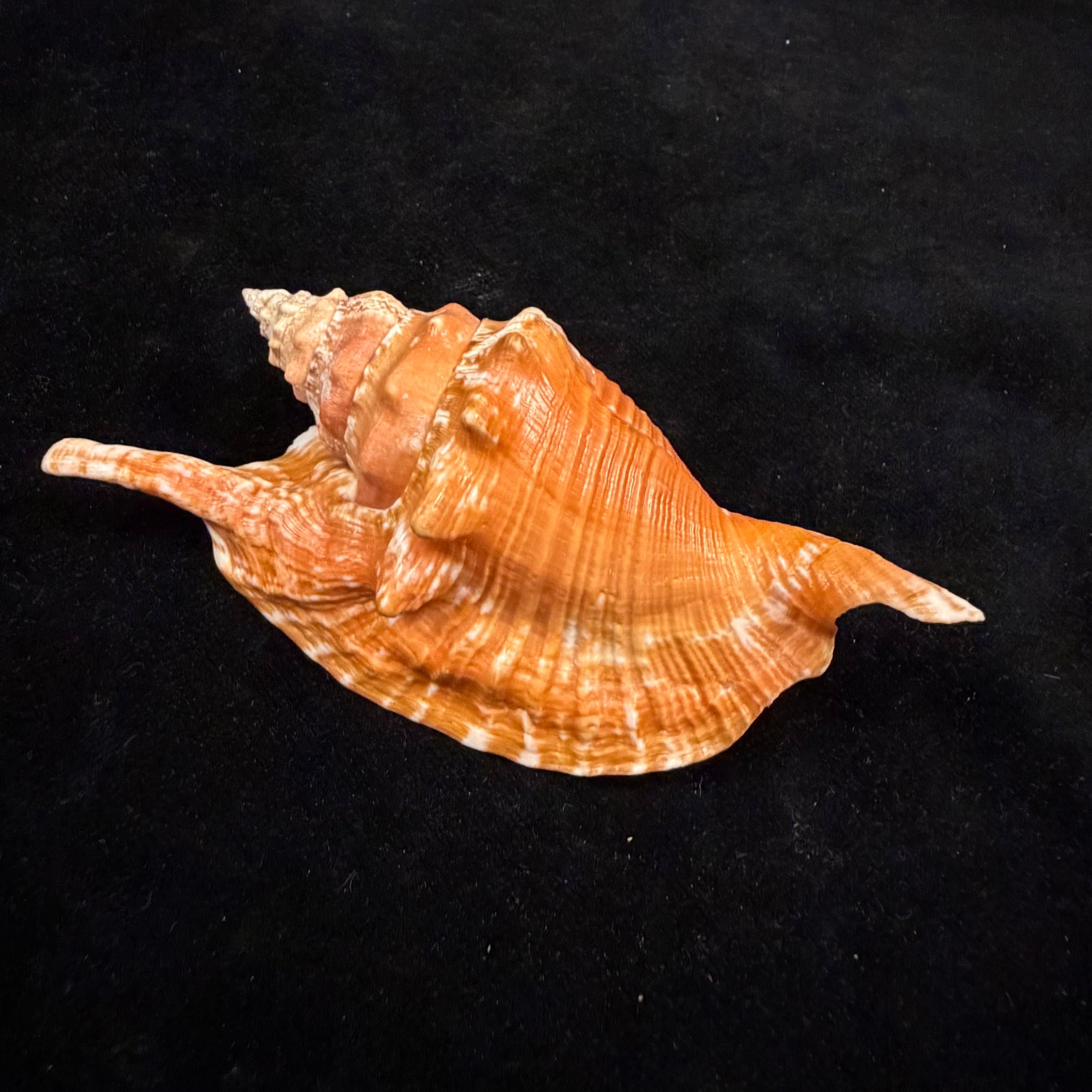 Aliger gallus (Linnaeus, 1758) -102mm
