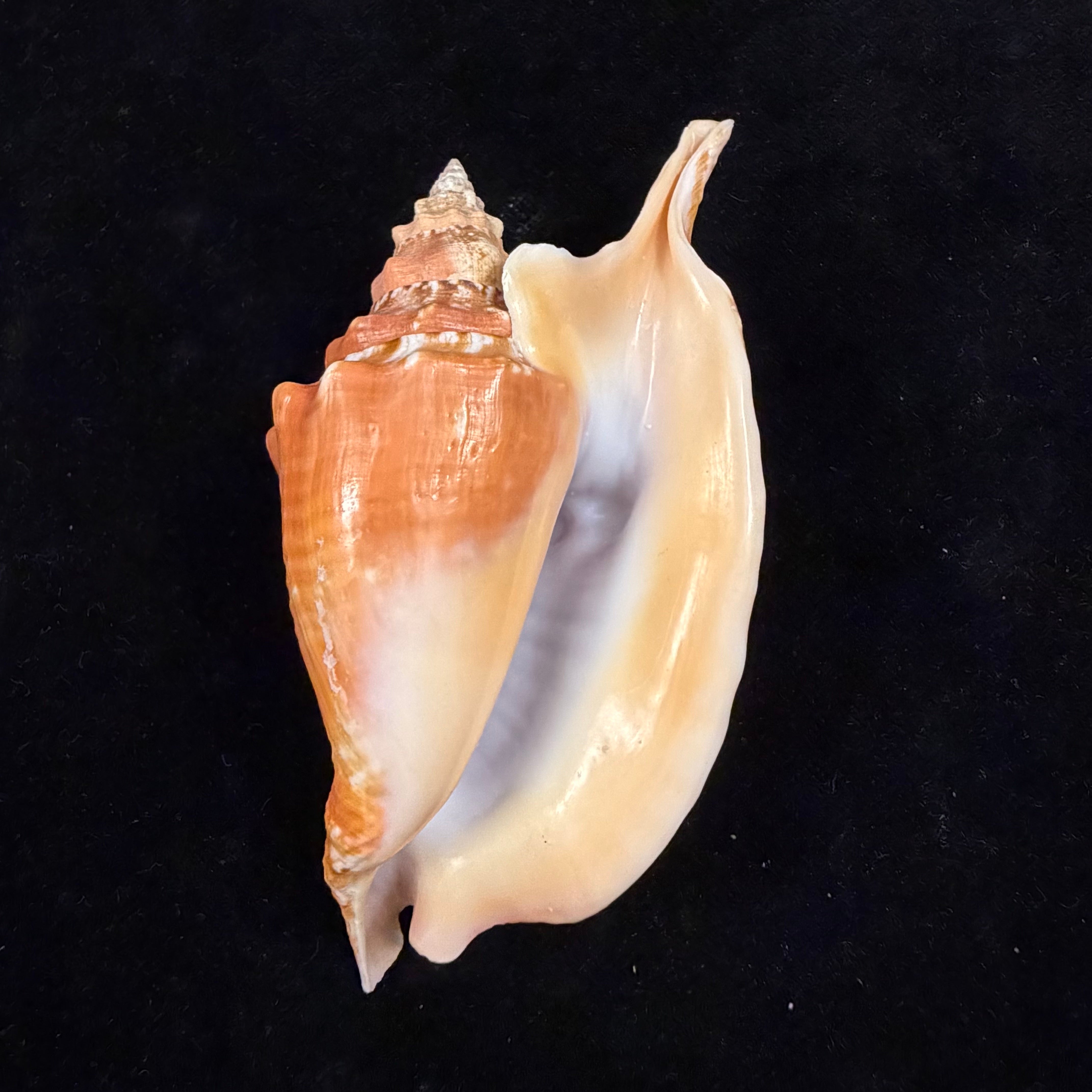 Aliger gallus (Linnaeus, 1758) -102mm