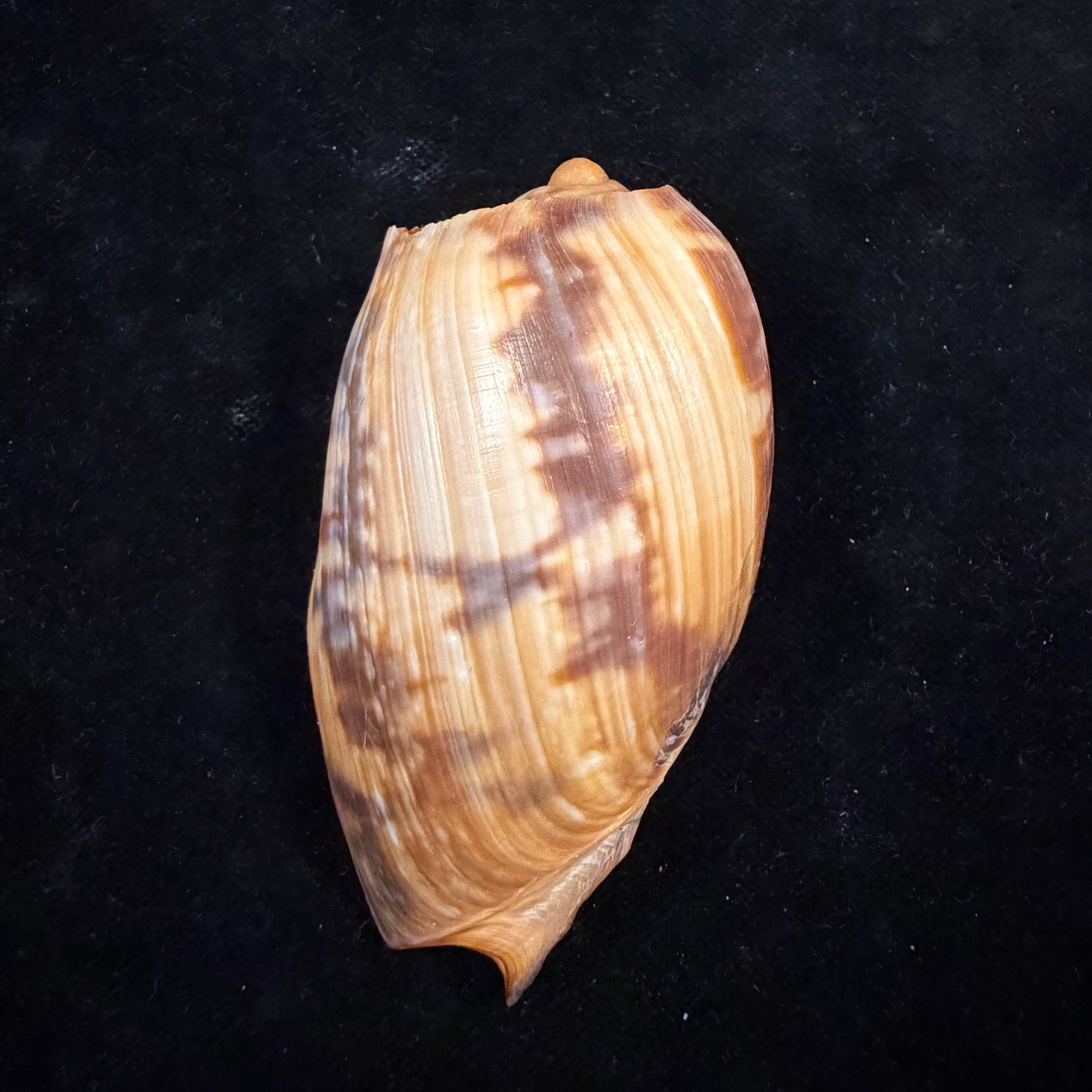 Cymbium marmoratum Link, 1807 - 77,4mm