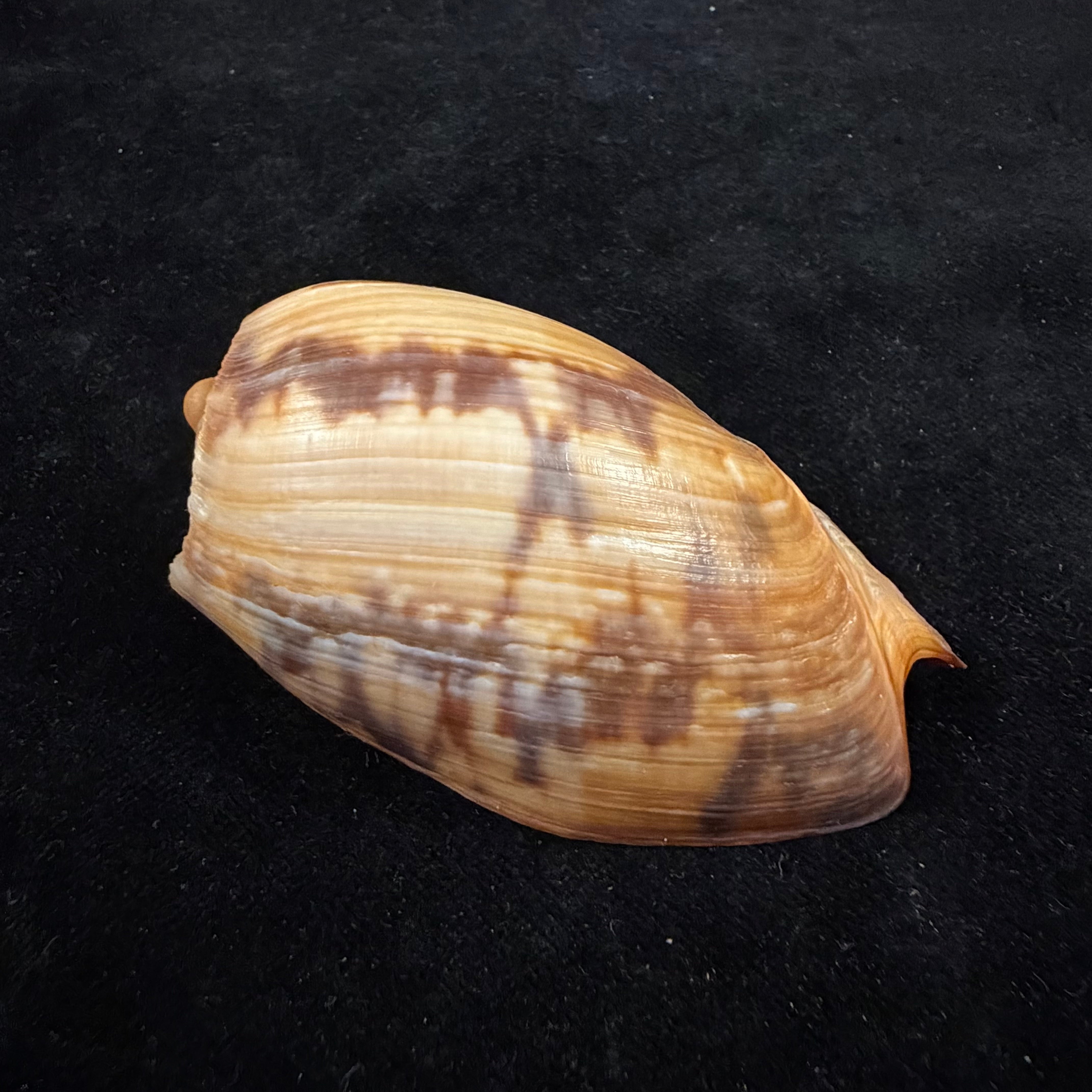 Cymbium marmoratum Link, 1807 - 77,4mm