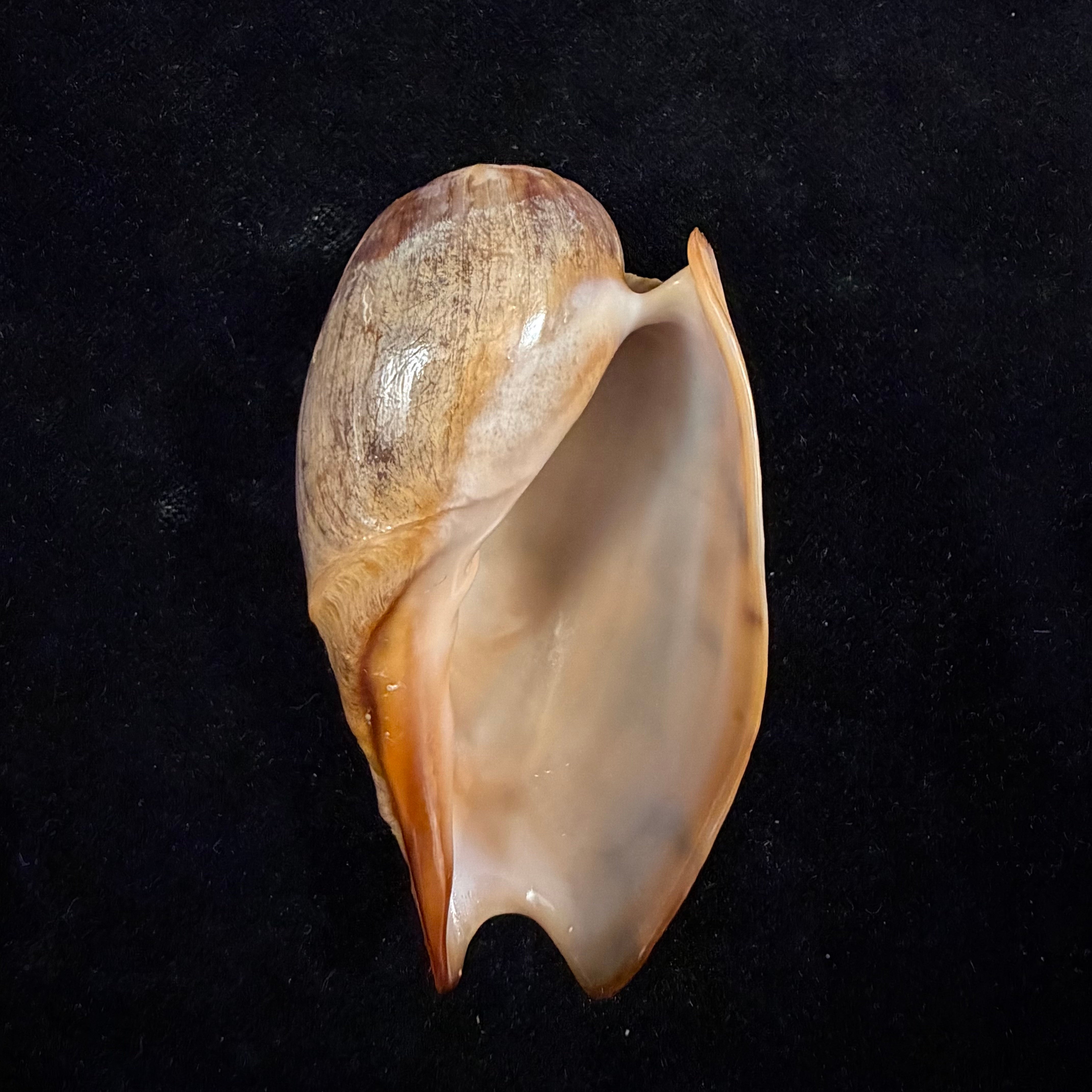 Cymbium marmoratum Link, 1807 - 77,4mm