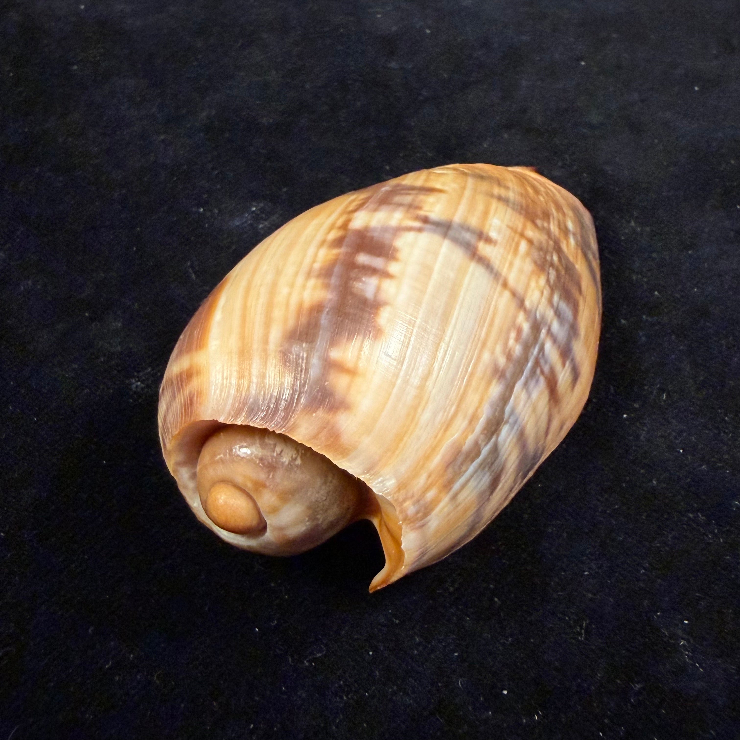 Cymbium marmoratum Link, 1807 - 77,4mm