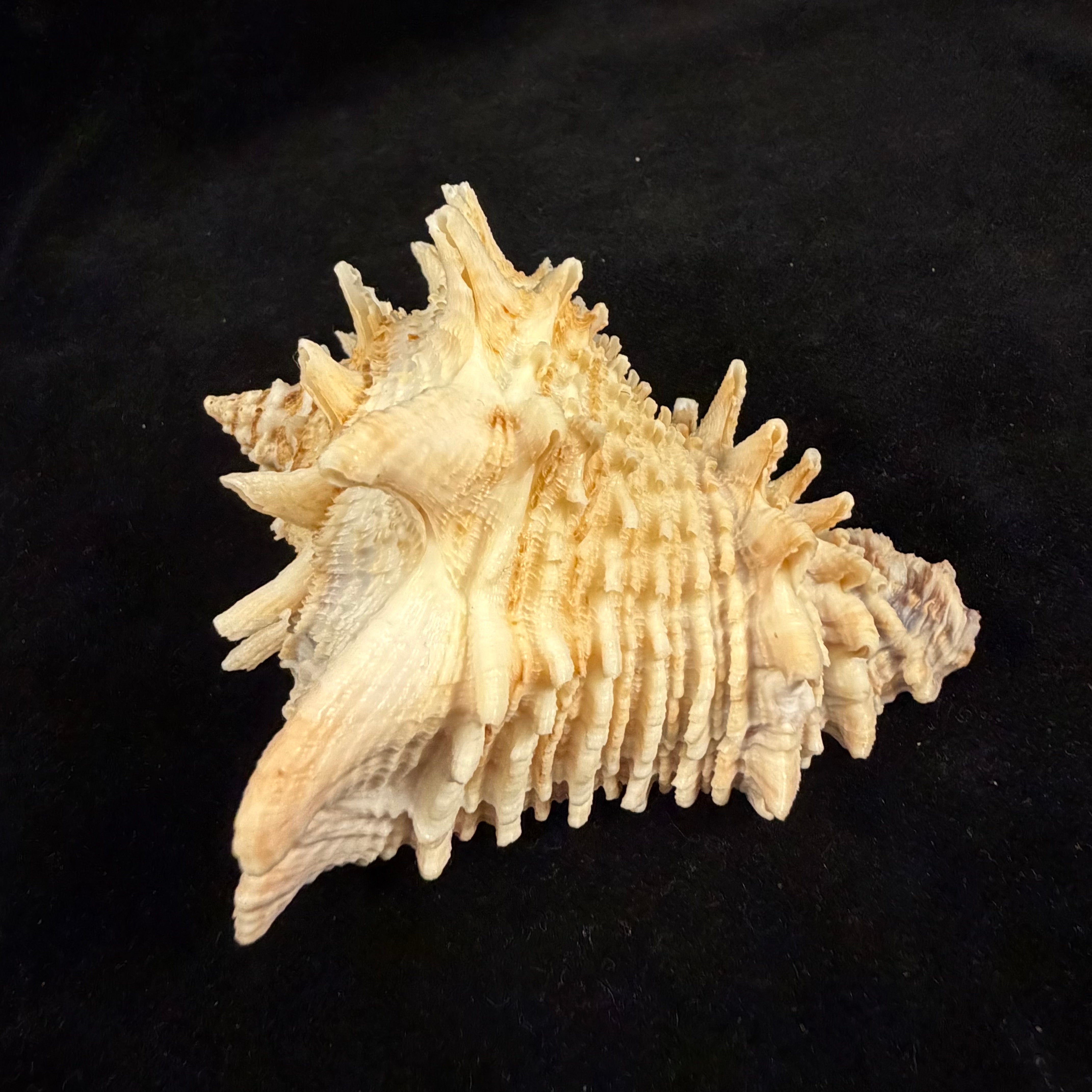 Aristovasum cassiforme (Kiener, 1840) - 91,4mm