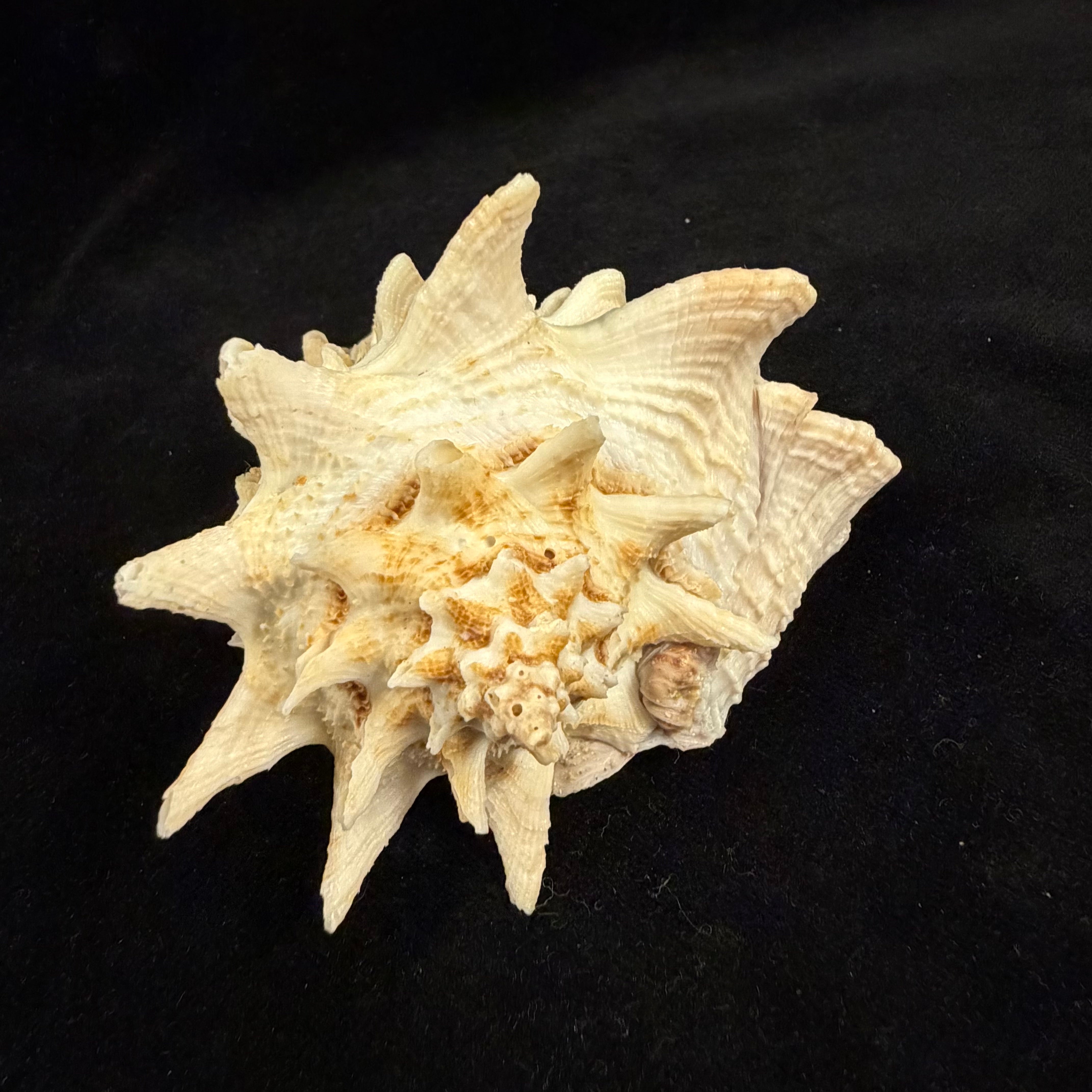 Aristovasum cassiforme (Kiener, 1840) - 91,4mm