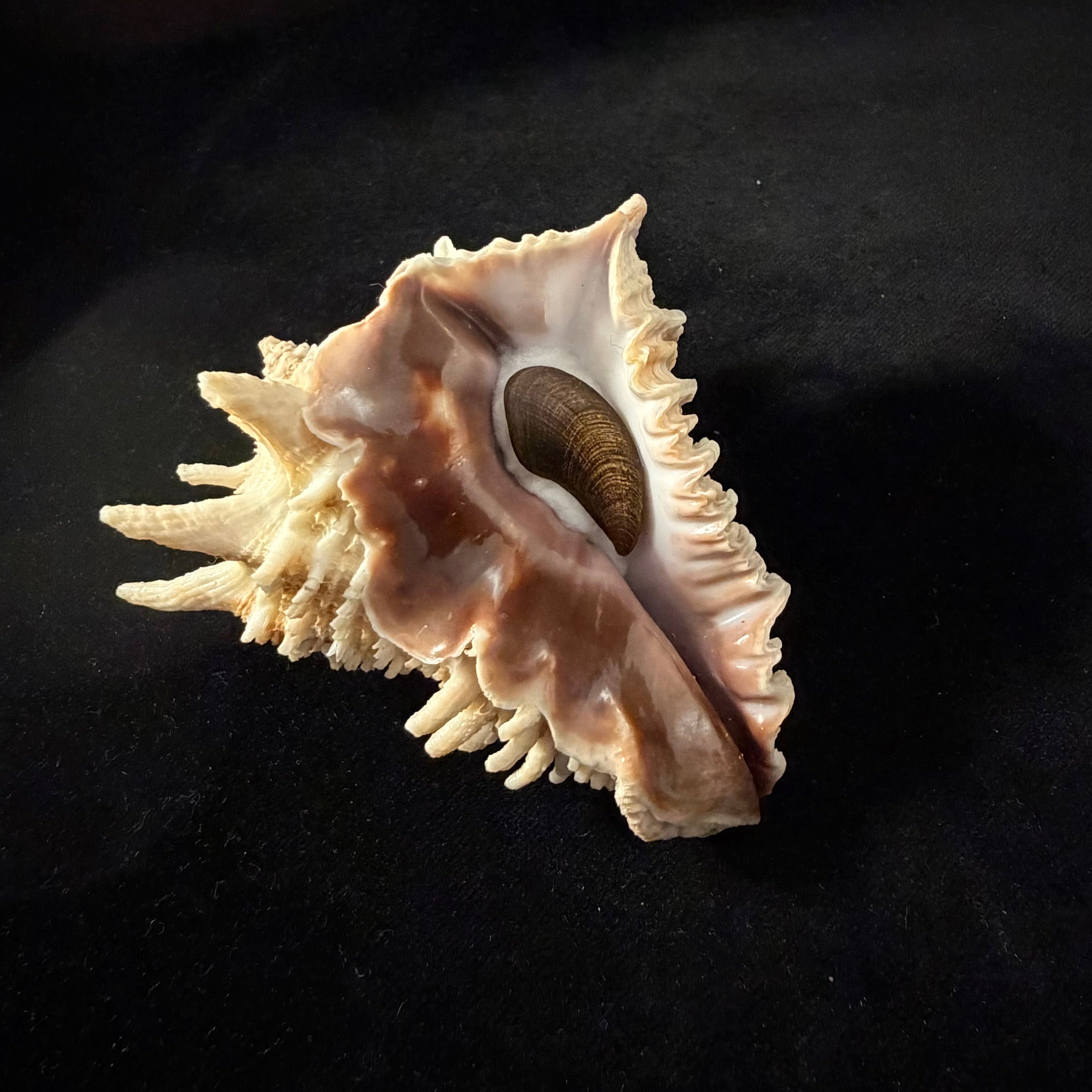 Aristovasum cassiforme (Kiener, 1840) - 91,4mm