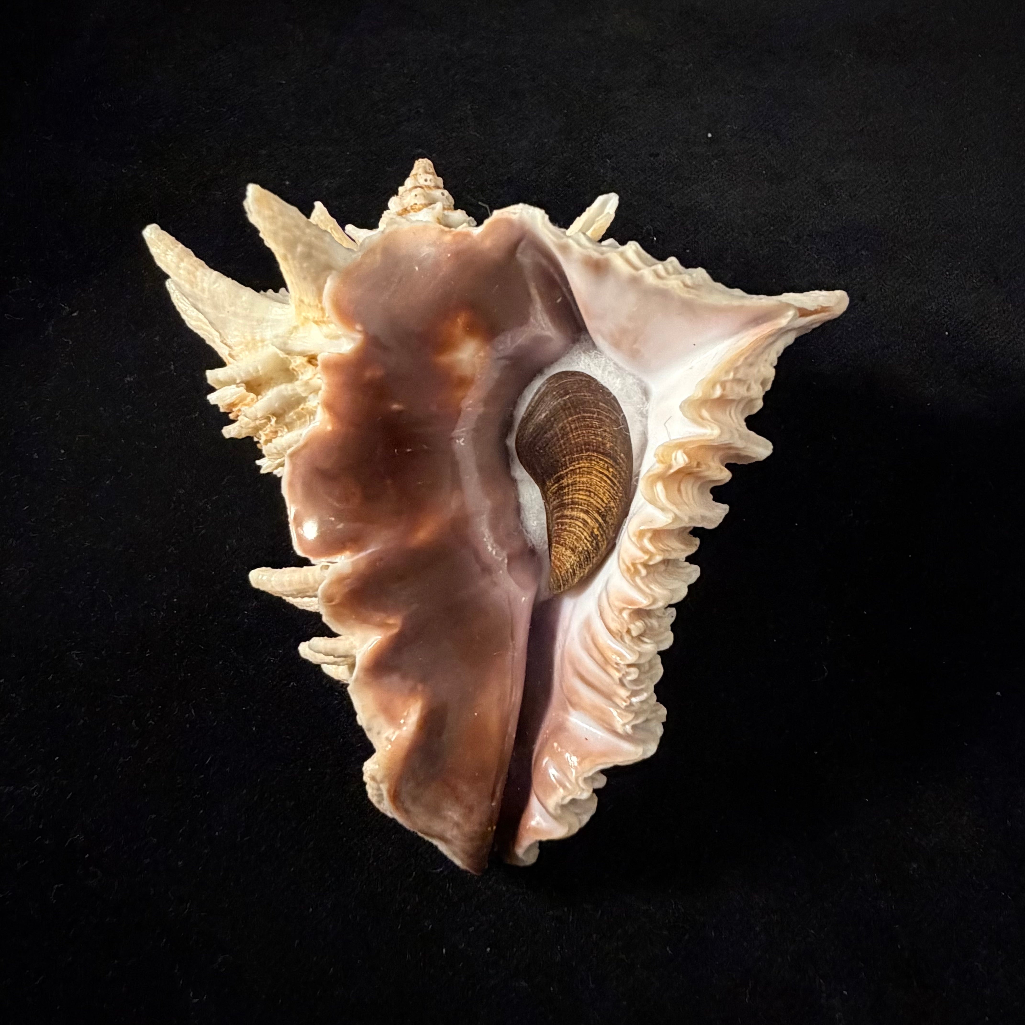 Aristovasum cassiforme (Kiener, 1840) - 91,4mm