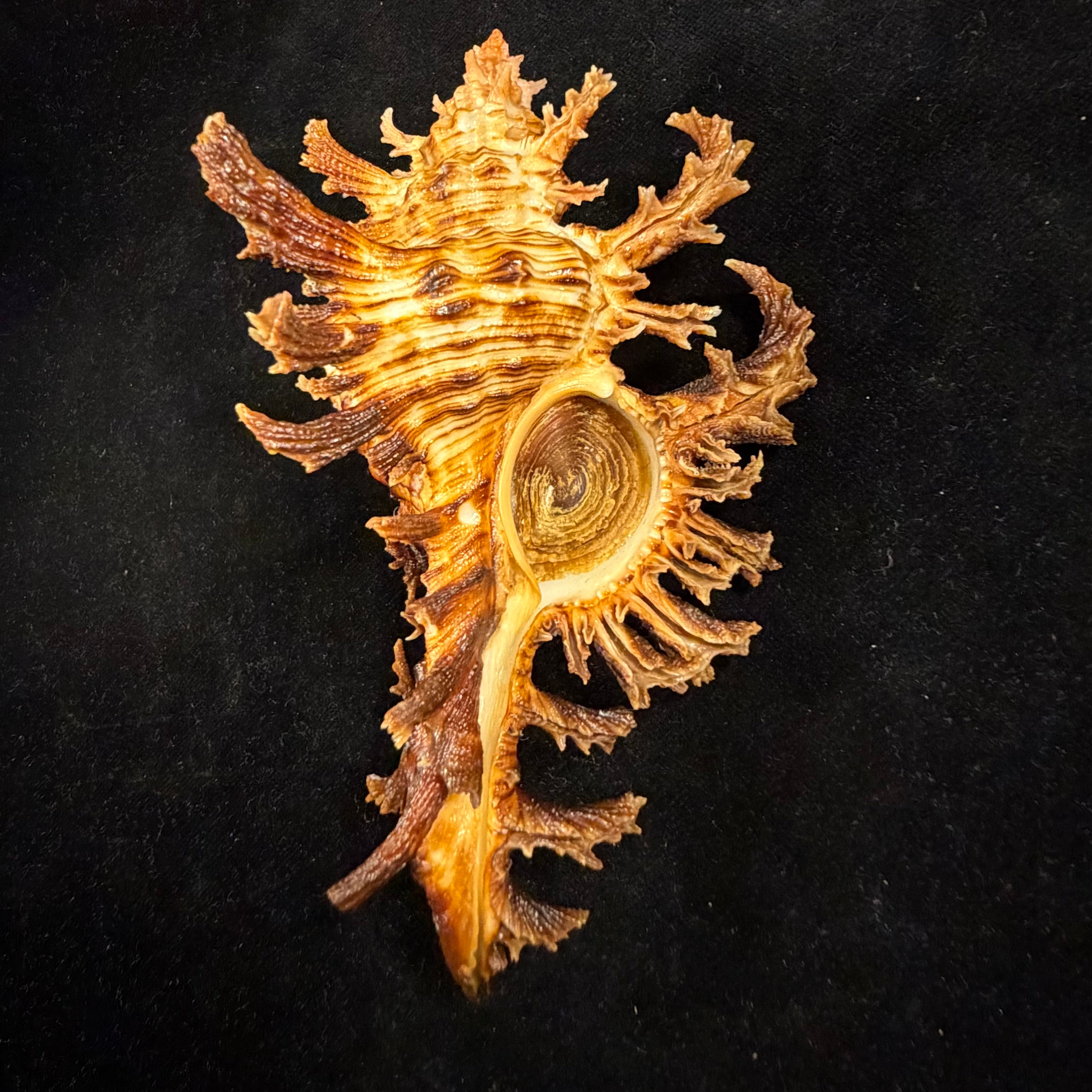 Chicoreus spectrum (Reeve, 1846) - 128,9mm