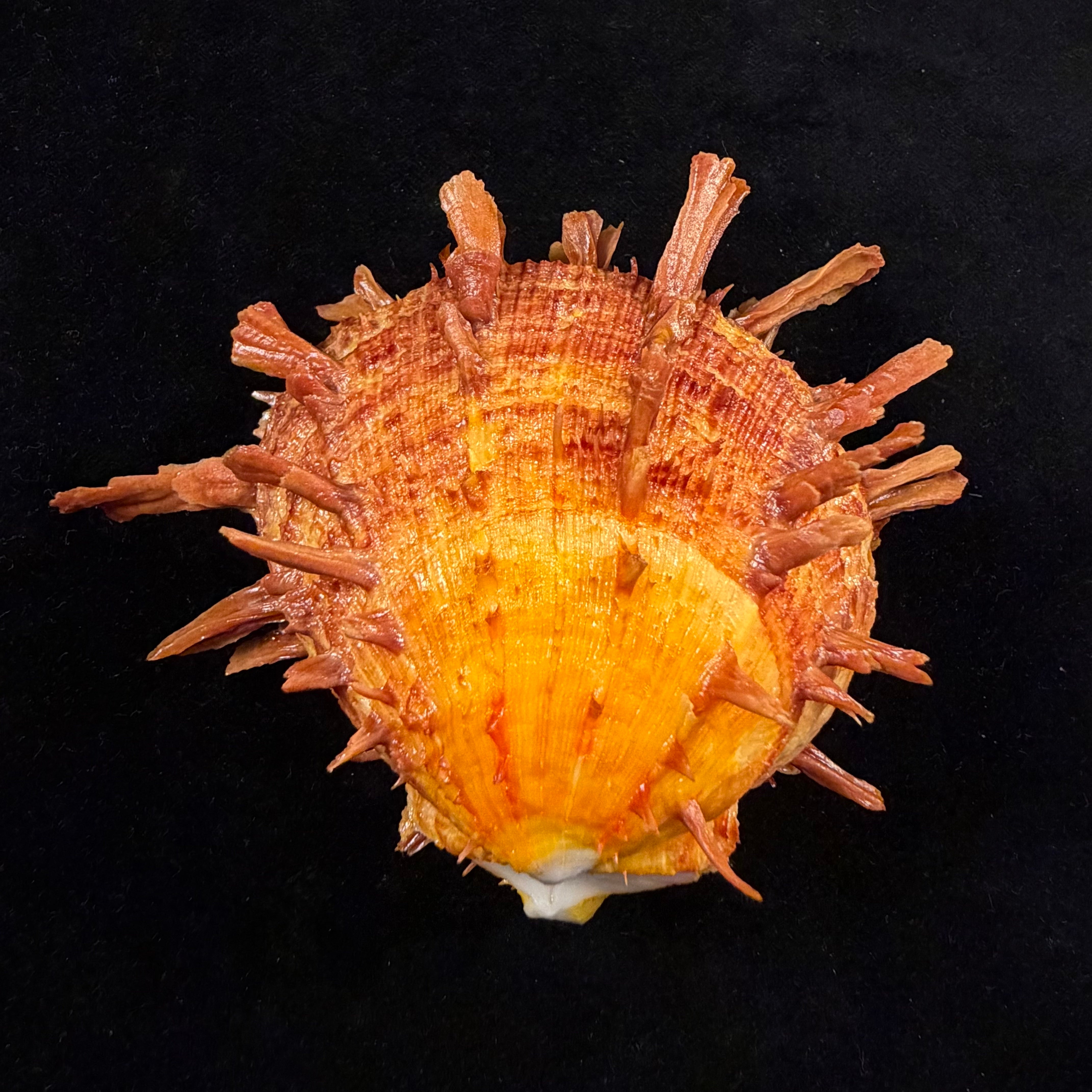 Spondylus ictericus Reeve, 1856 - 91,6mm