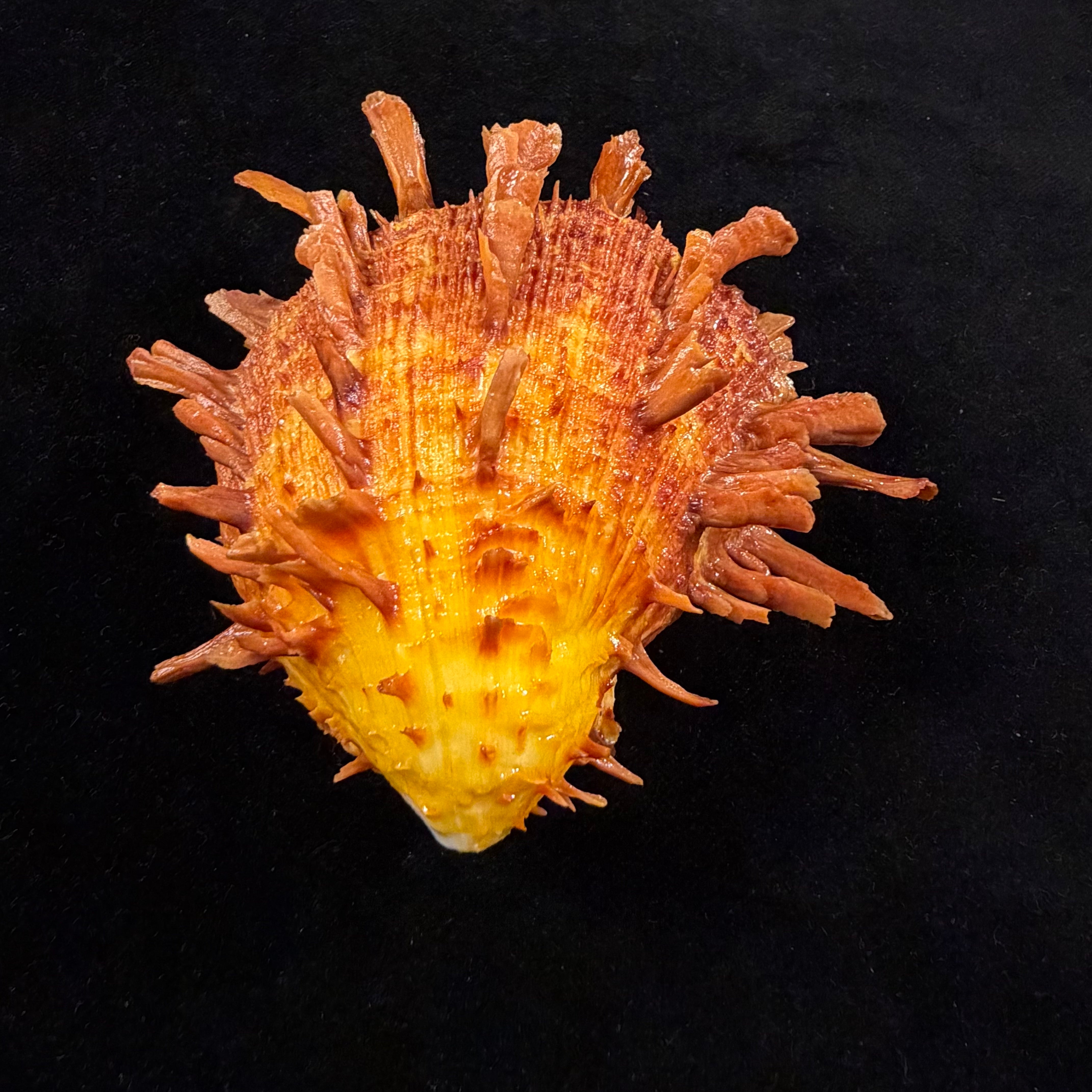 Spondylus ictericus Reeve, 1856 - 91,6mm