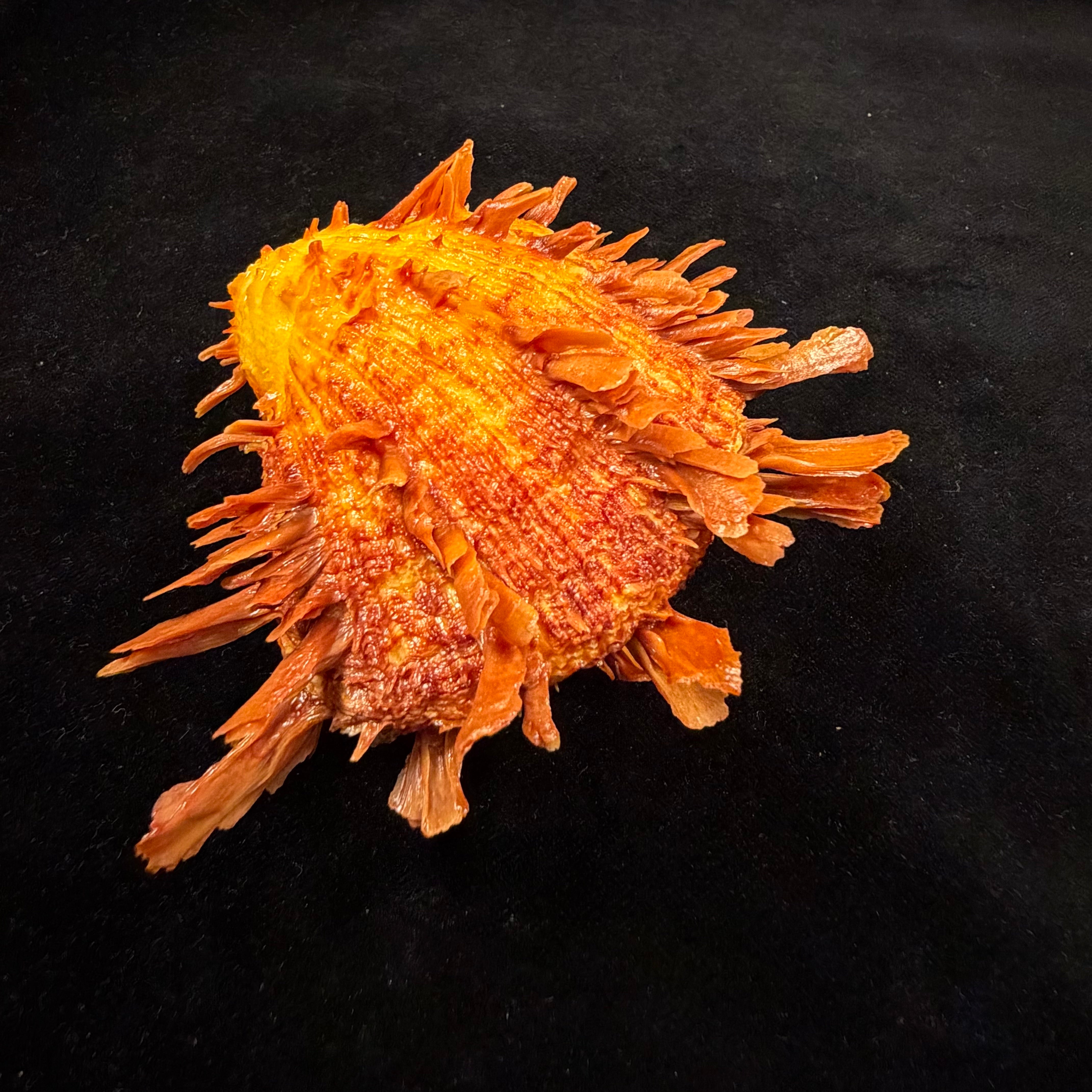 Spondylus ictericus Reeve, 1856 - 91,6mm