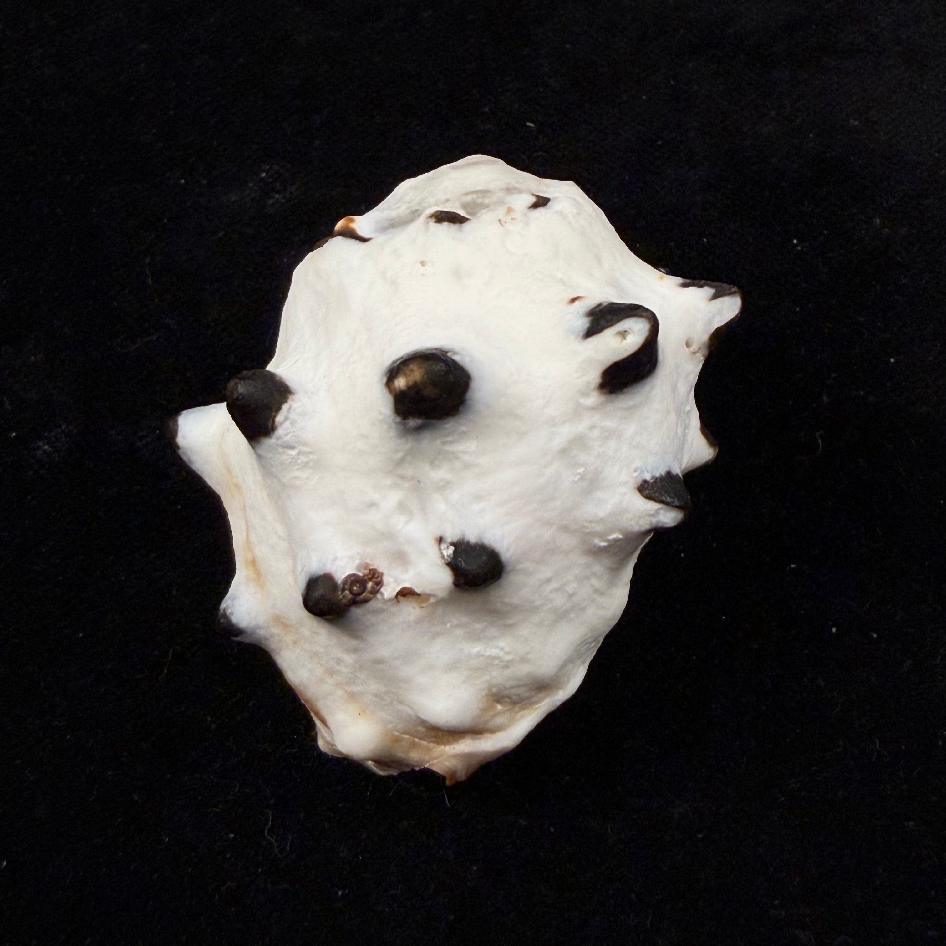 Menathais bimaculata (Jonas, 1845) - 49mm