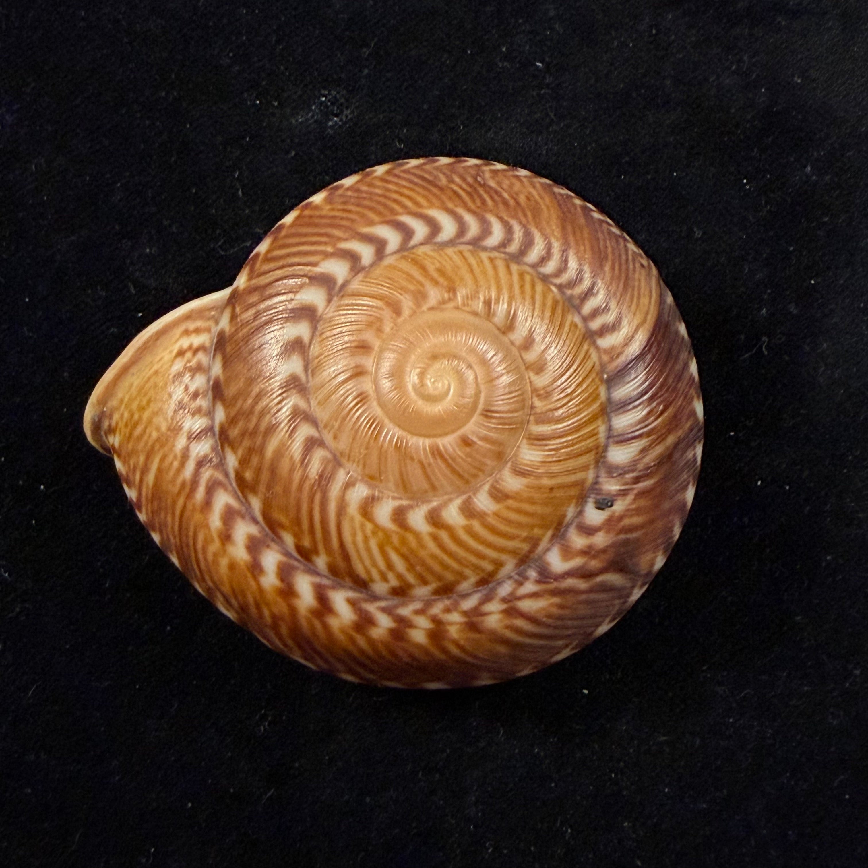 Solaropsis gibboni (L. Pfeiffer, 1846) - 63,4mm