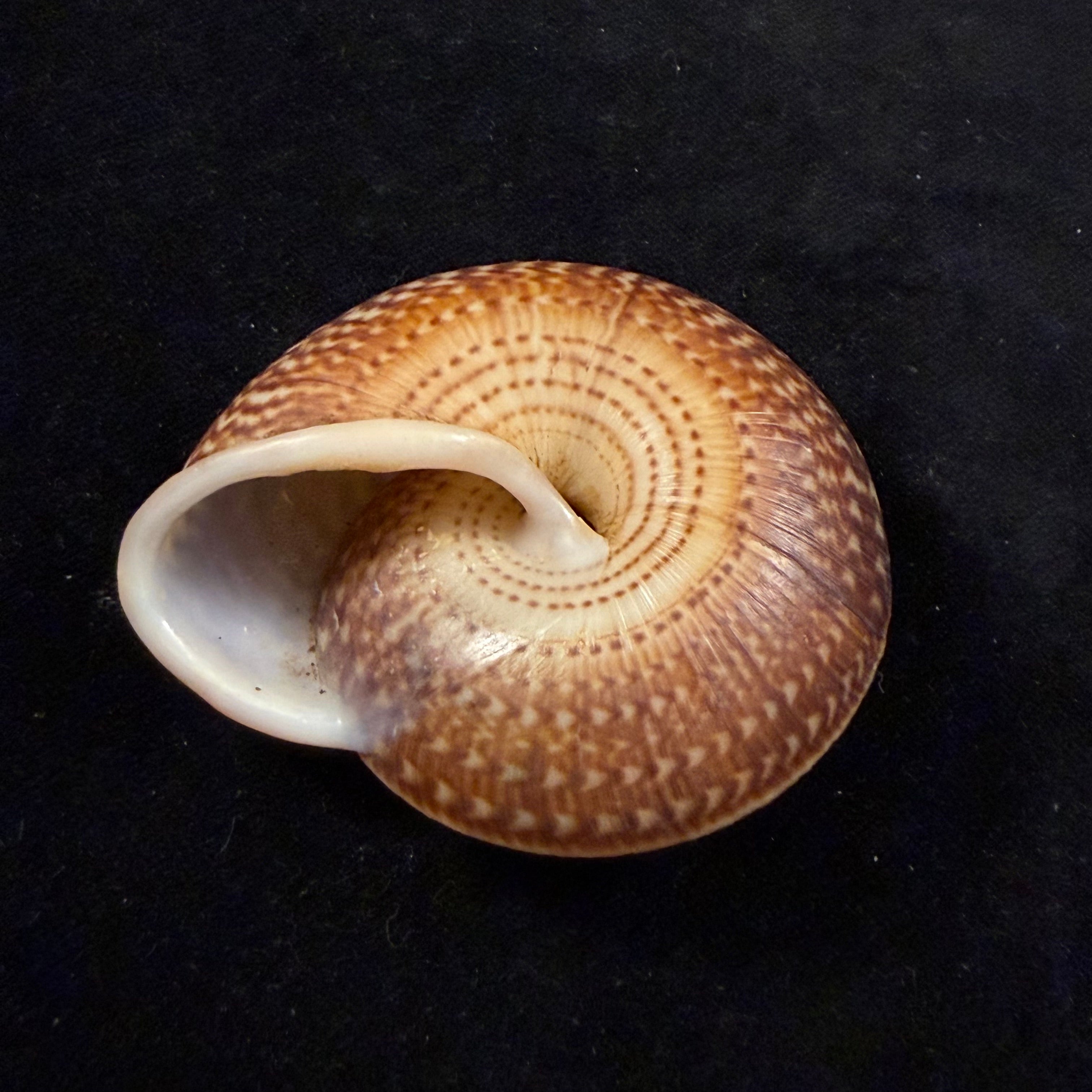 Solaropsis gibboni (L. Pfeiffer, 1846) - 63,4mm