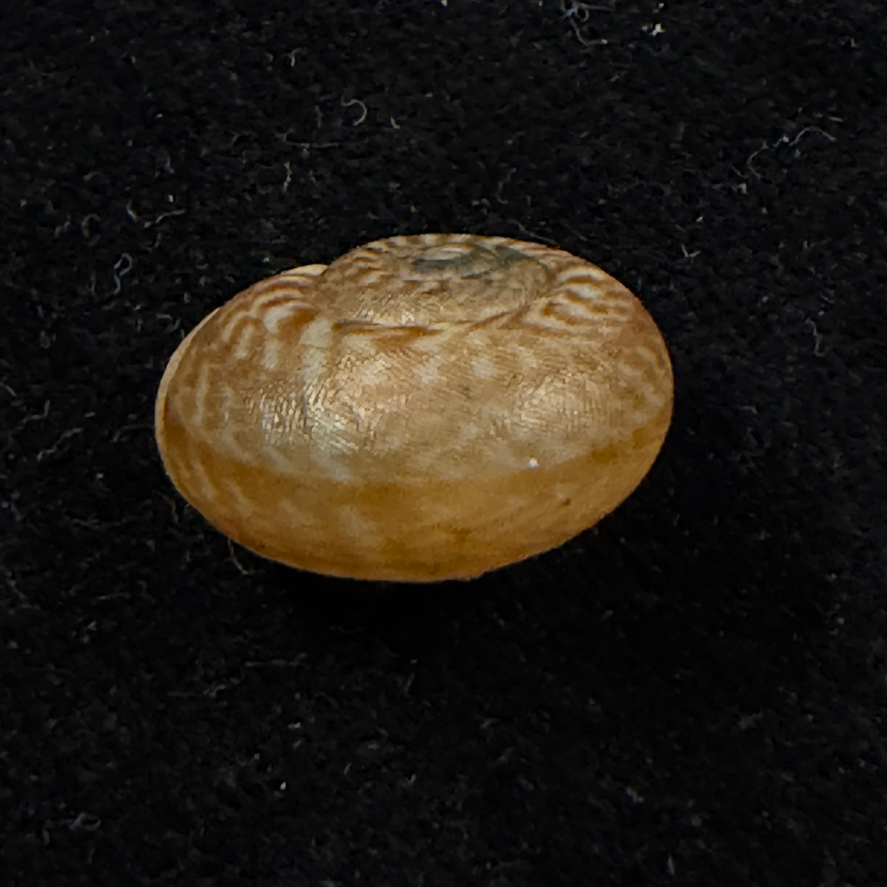 Solaropsis colombiana (Pilsbry, 1939)