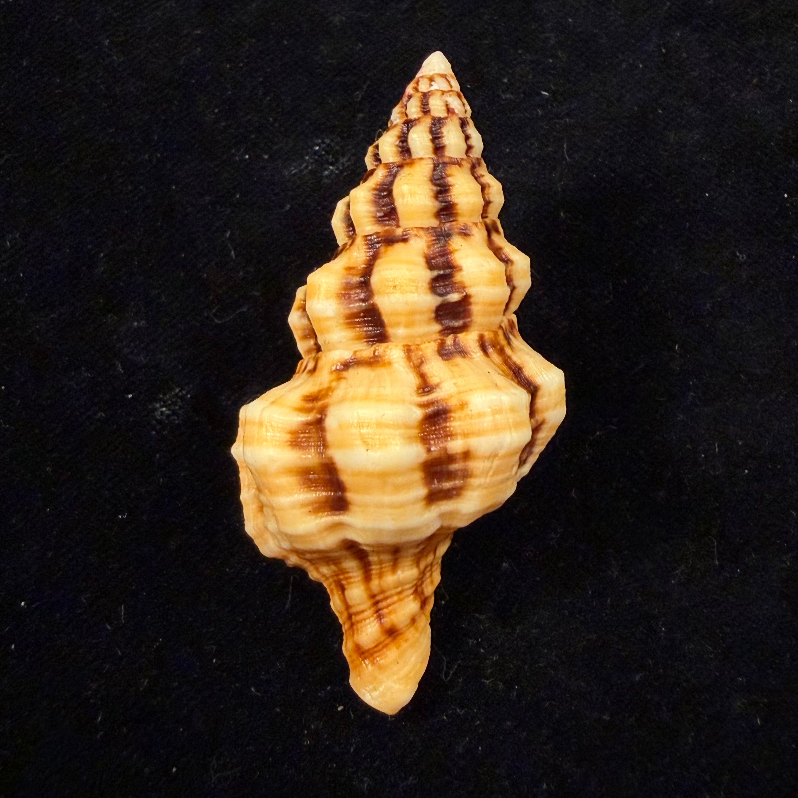 Hemipolygona distincta (A. Adams, 1855) - 61,3mm