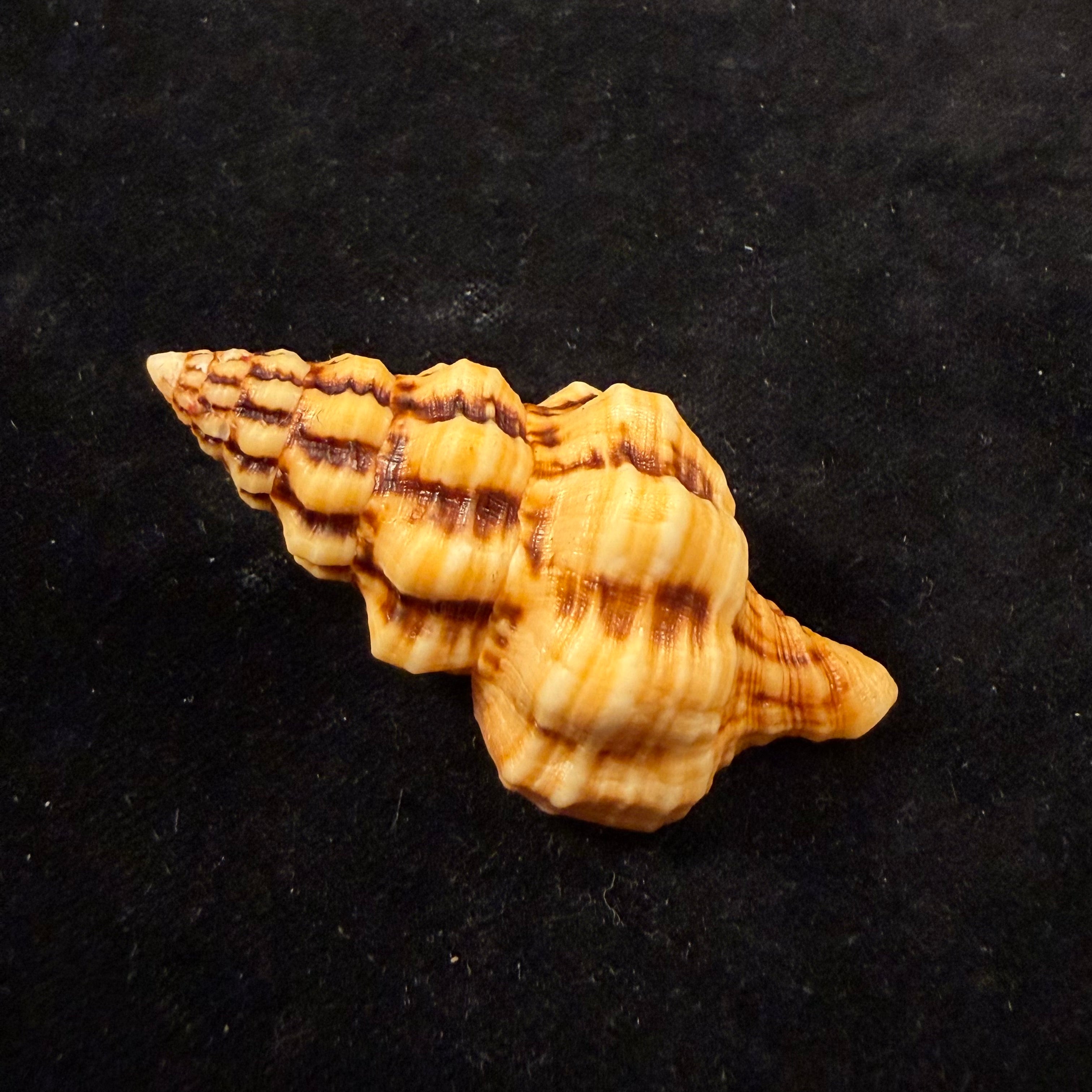 Hemipolygona distincta (A. Adams, 1855) - 61,3mm